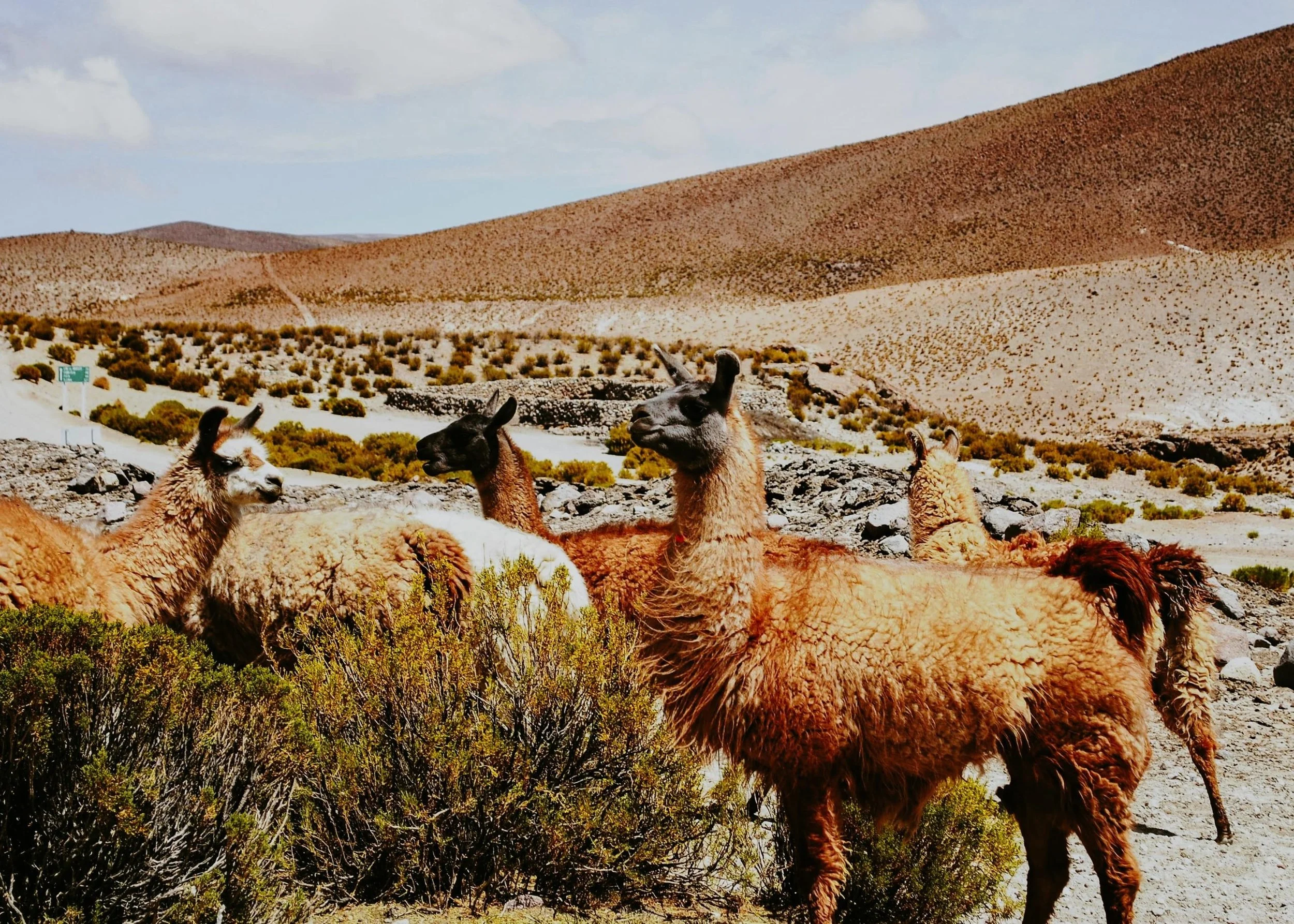 12-llamas-grazing-in-the-bolivian-highlands.jpg