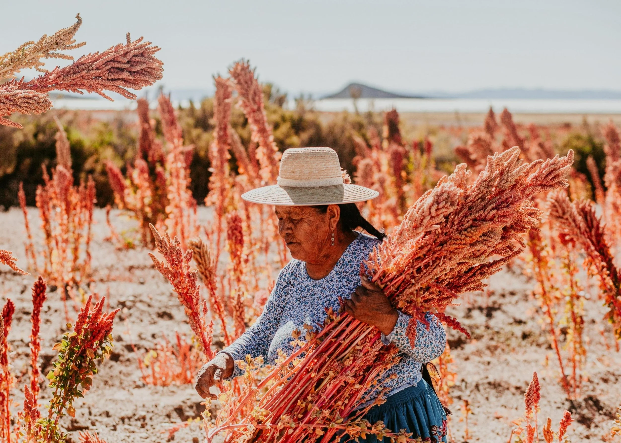 14-quinoa-harvest-in-the-community-excursion-gallery.jpg