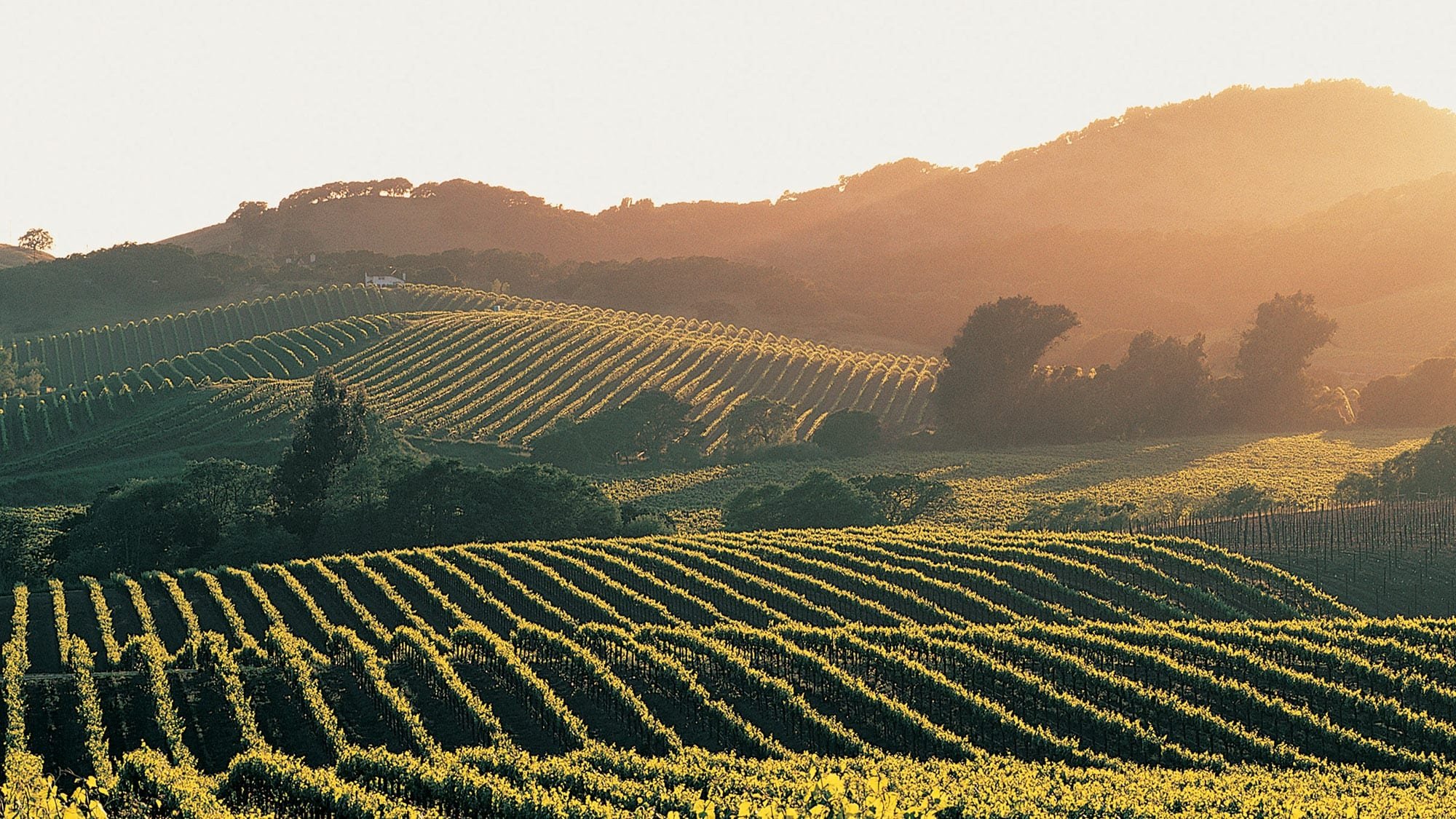 37-Golden-light-across-vineyard-rows-in-the-Calistoga-area.jpg