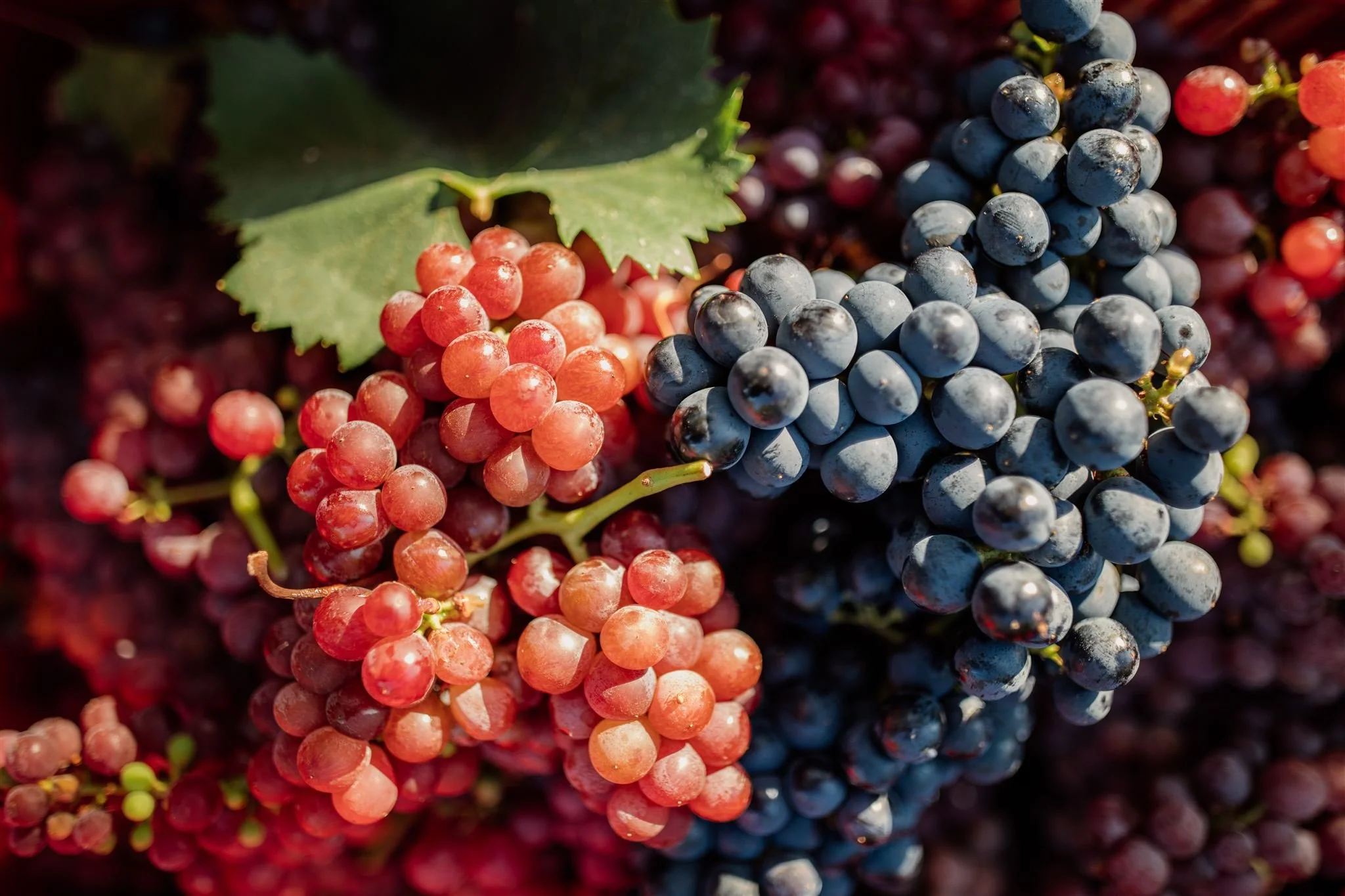 28-freshly-harvested-grapes.jpg