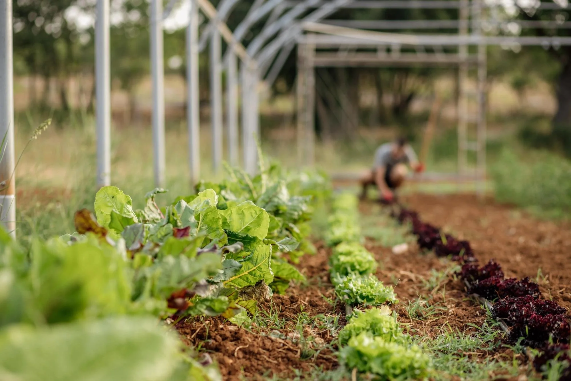 31-vegetables-growing-in-the-estate-garden.jpg