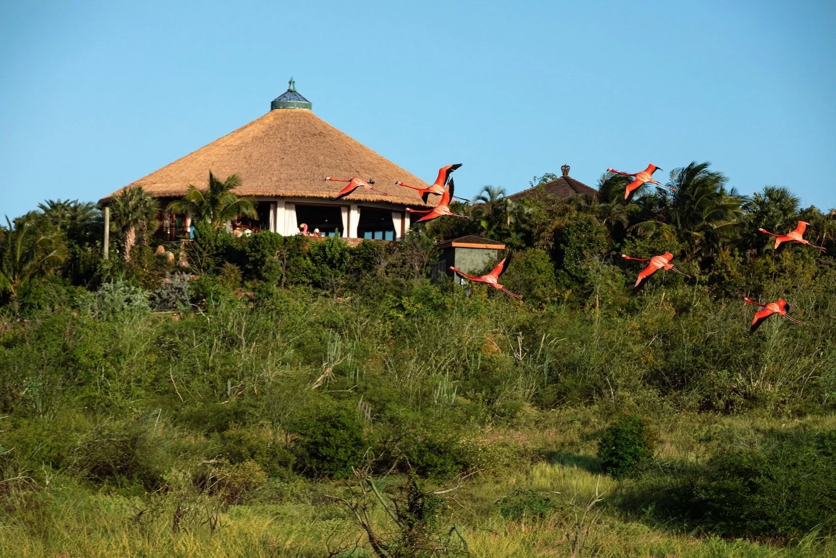 Necker+Island+-+Elders+Temple+&+Flamingos.JPG.webp