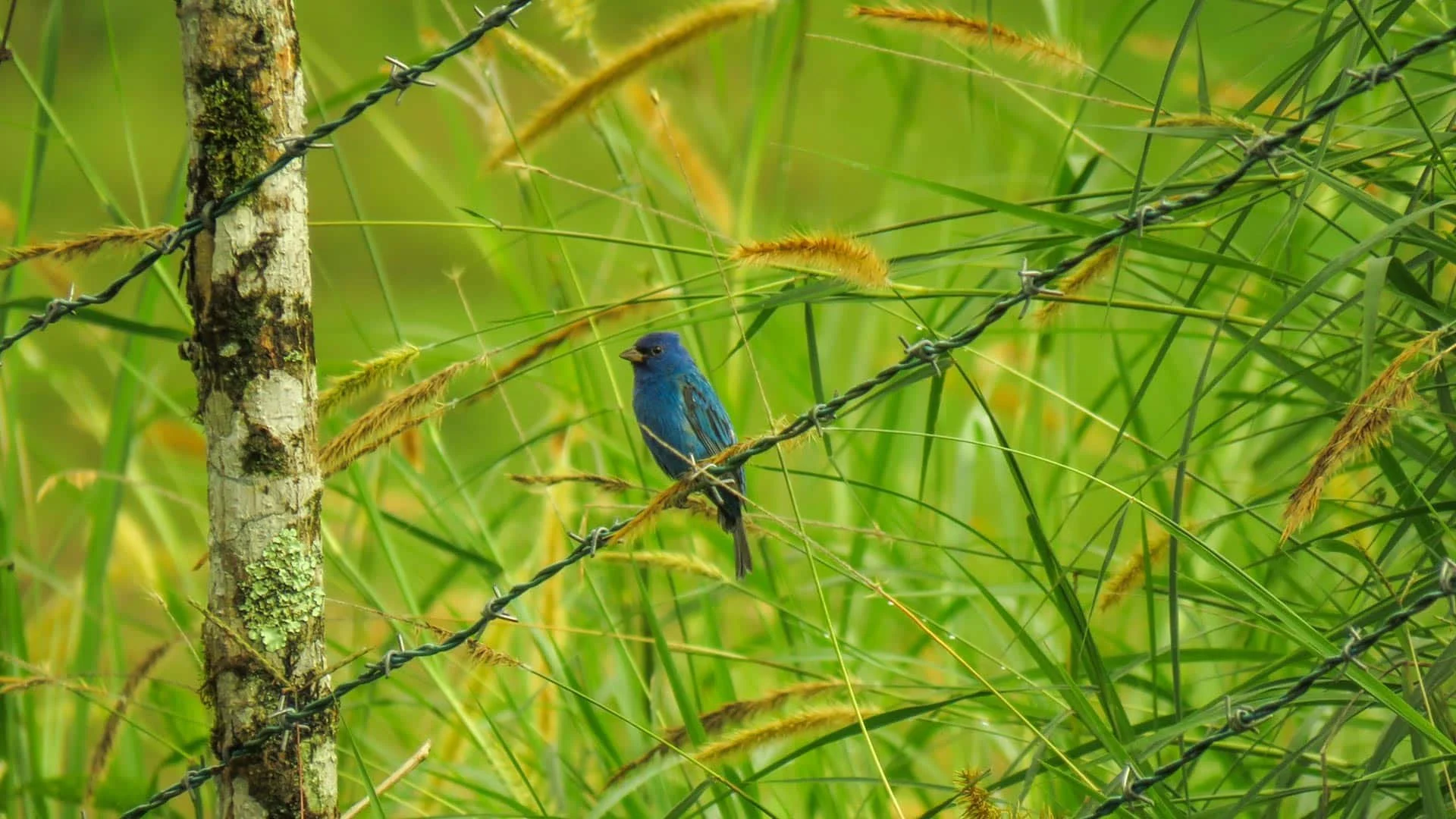 27-bird-habitat-within-the-vegetation.jpg