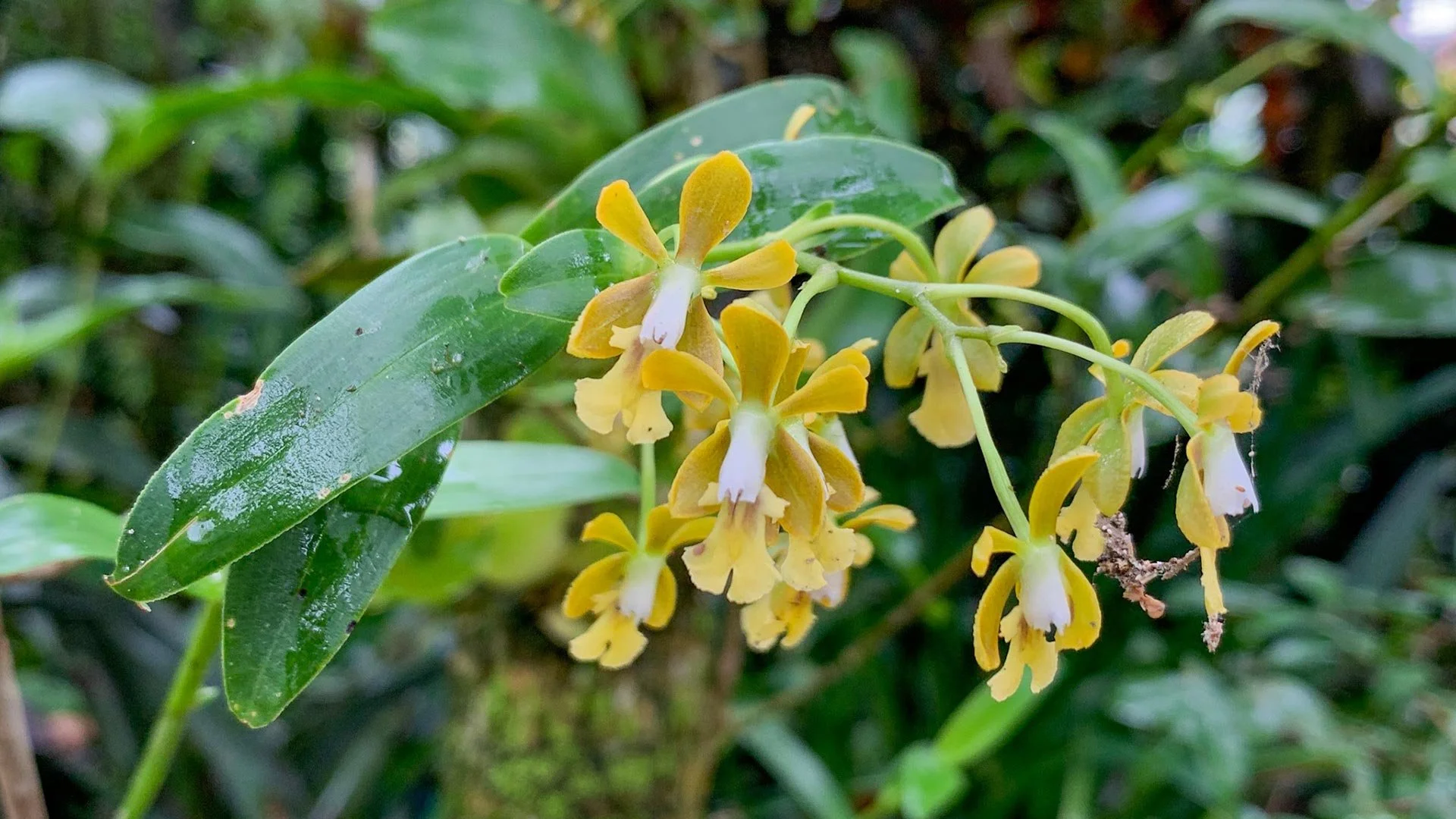 26-flowering-plants-on-the-resort-grounds.jpg