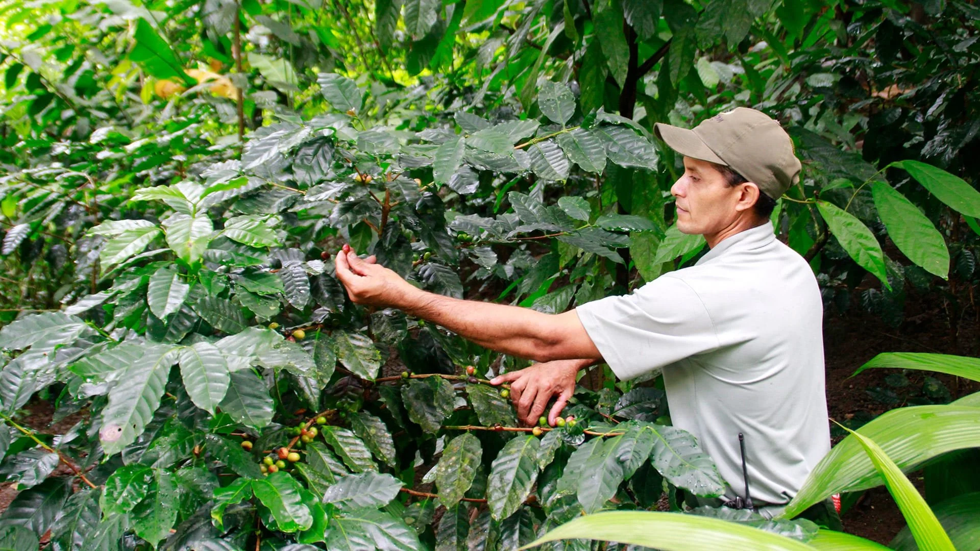 33-coffee-cultivation-in-the-region.jpg