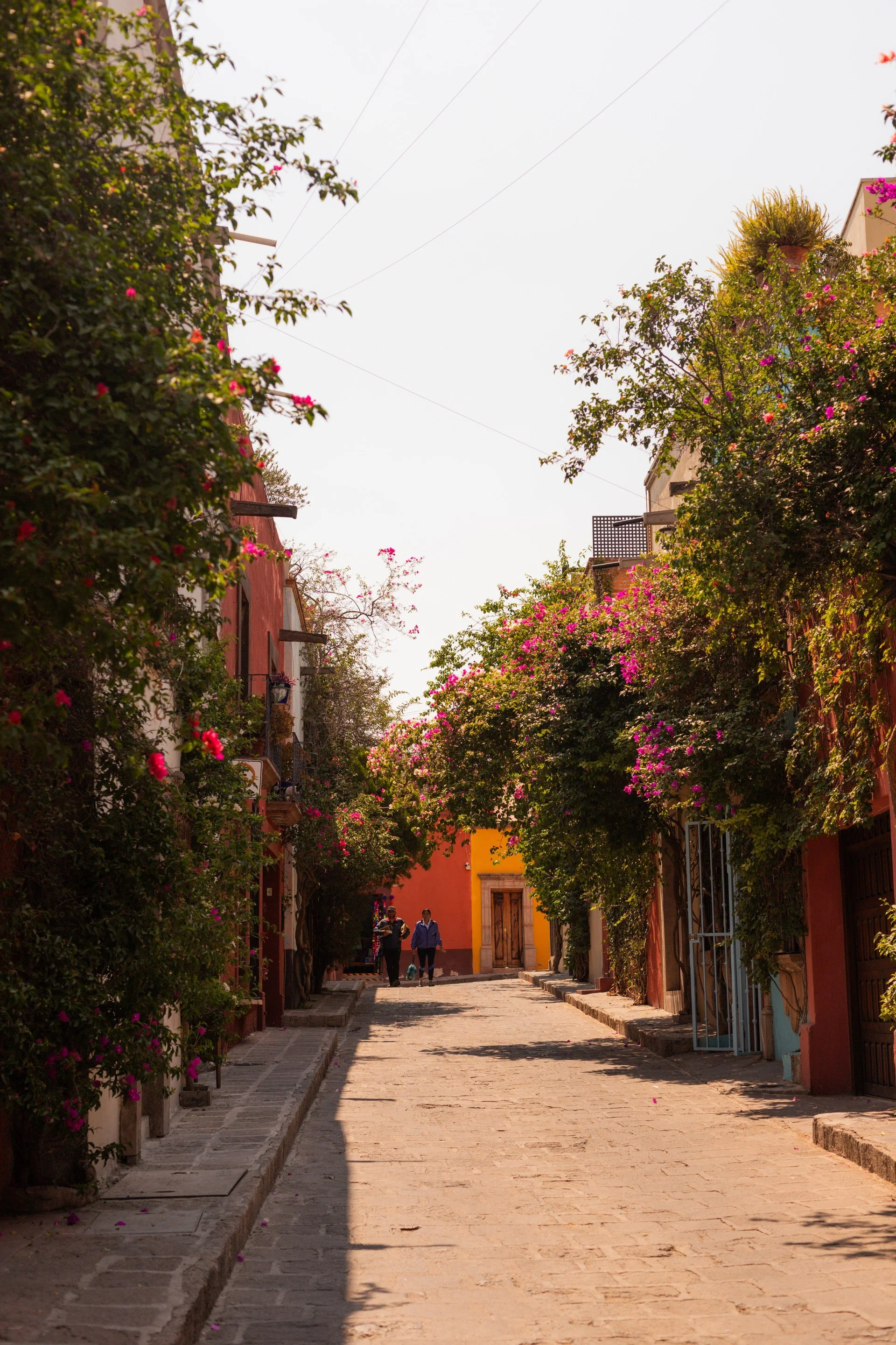 34-san-miguel-de-allende-street-and-flowering-trees.jpg