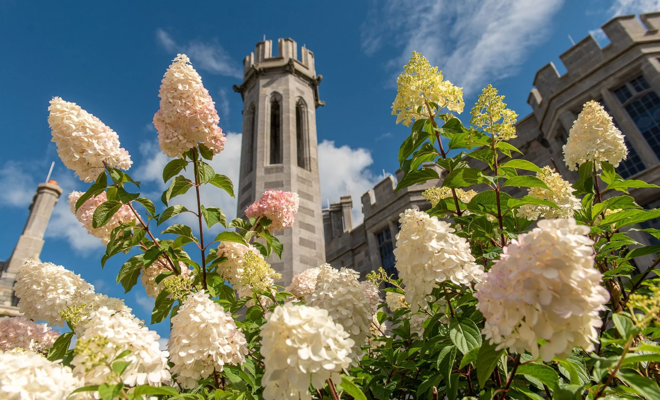 37-Manor-And-Garden-Flowers.jpg
