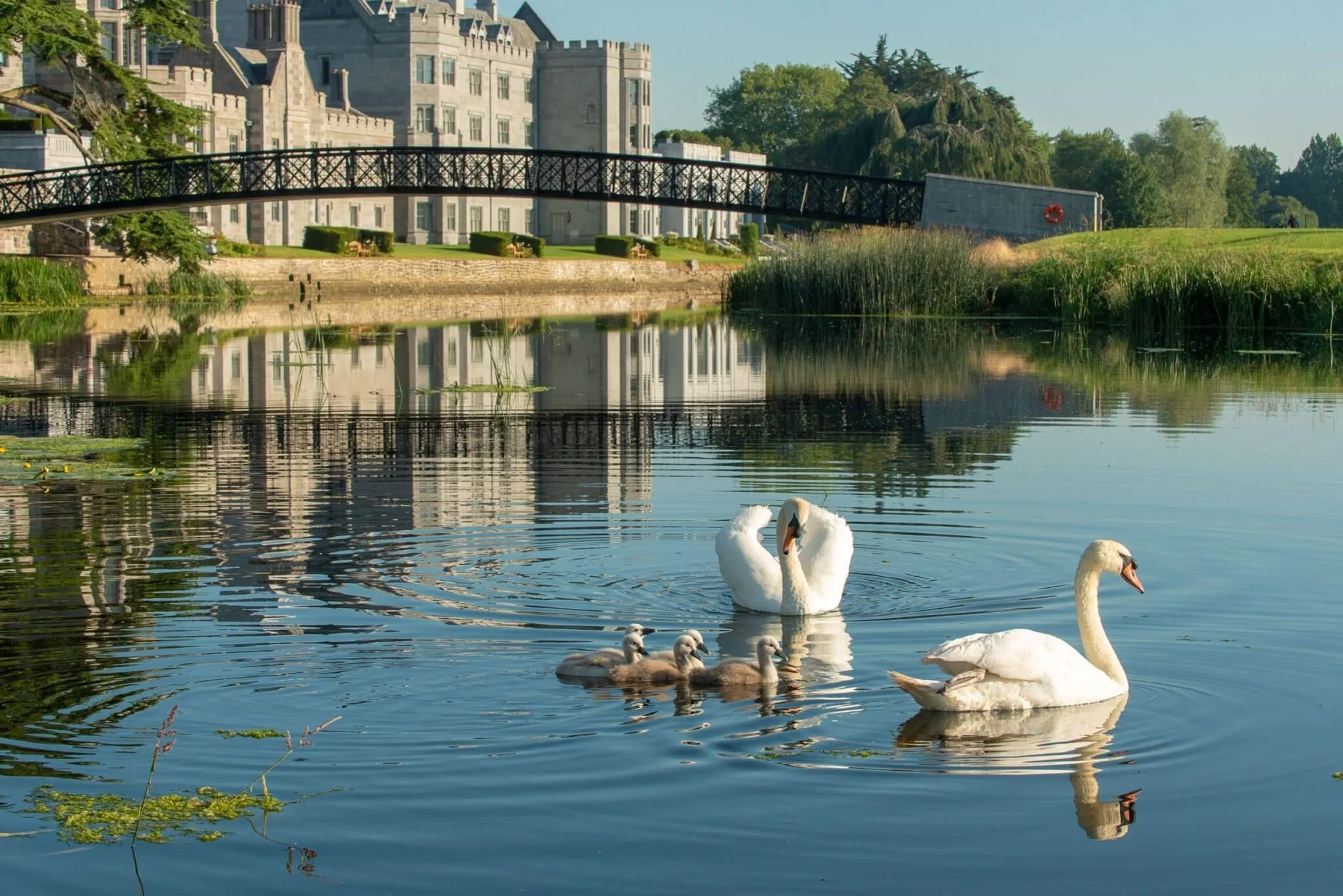 44-Swans-On-The-River-Maigue.jpg