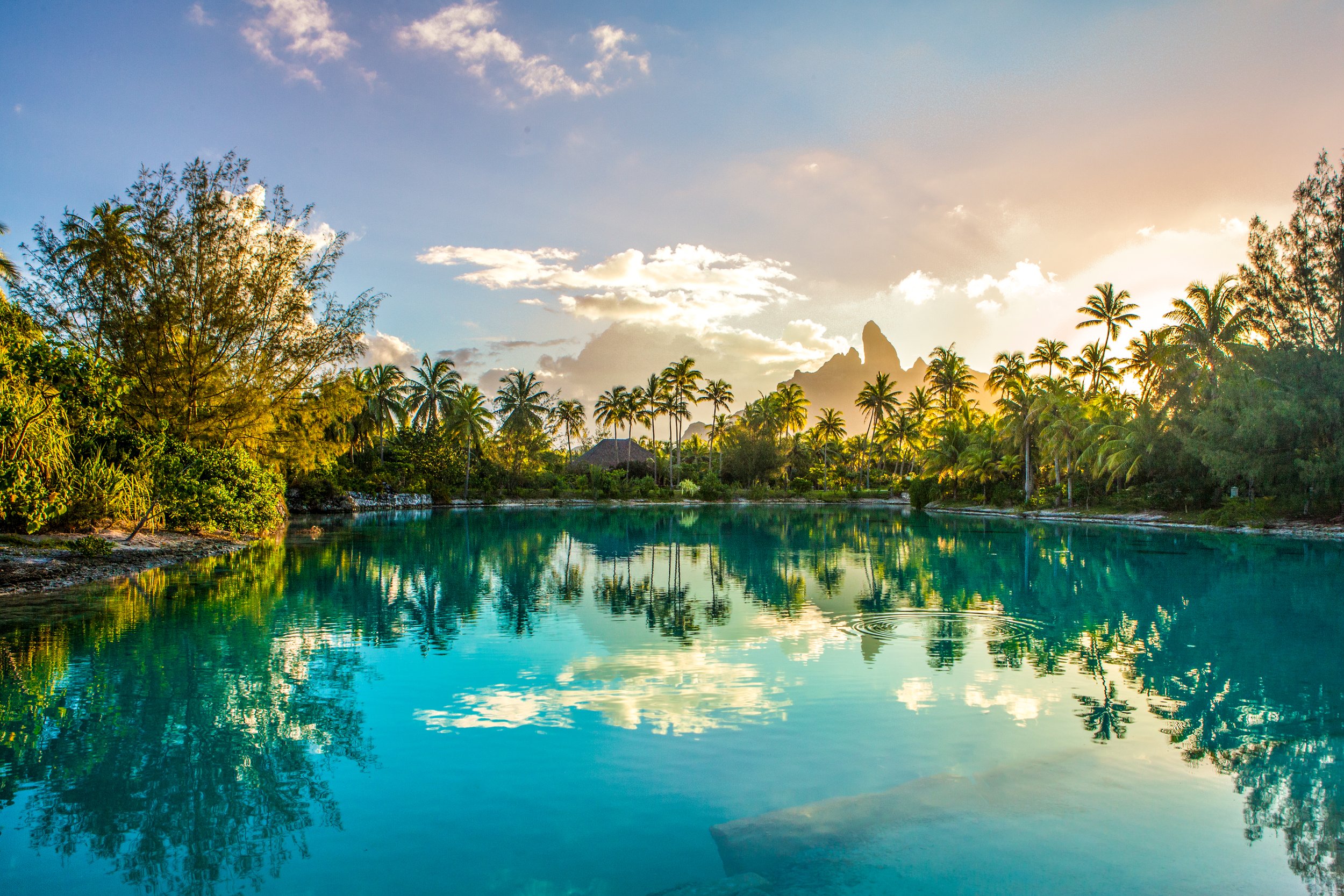 45-St-Regis-Bora-Bora-Lagoonarium-Palms-in-Evening-Light.jpg