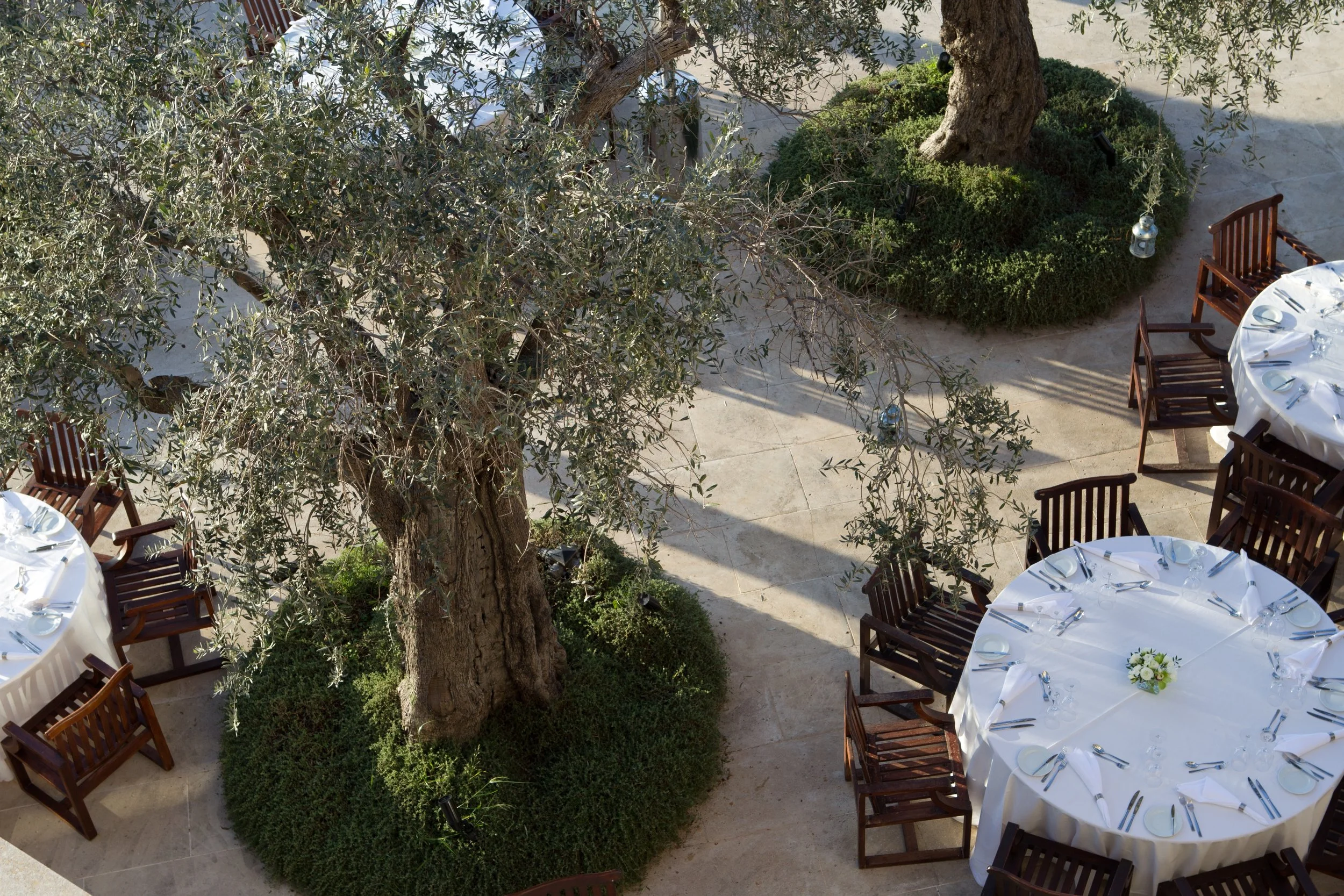 09-Anassa-Olive-Trees-and-Dining-Terrace.jpg