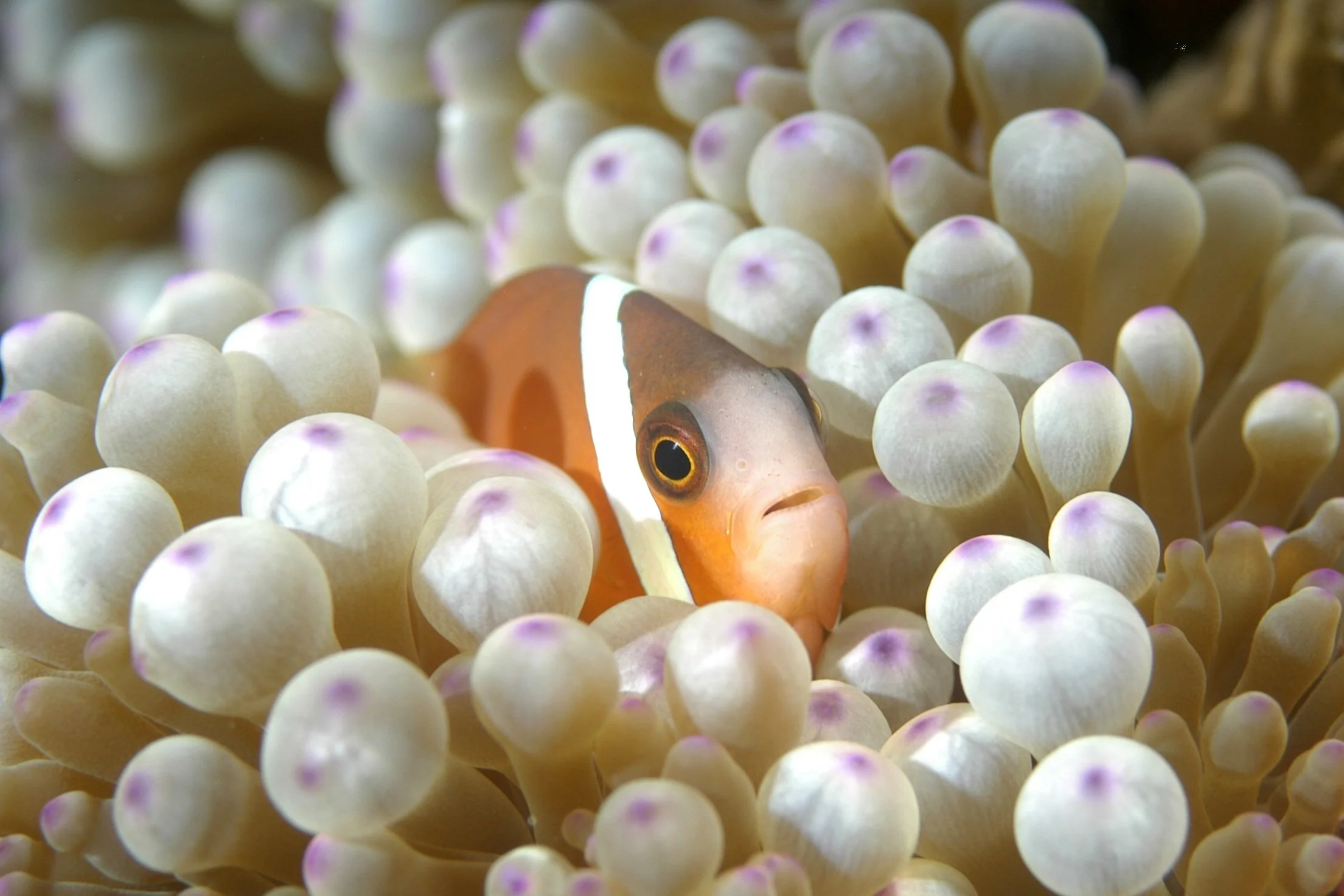 045-Coral-fish.jpg