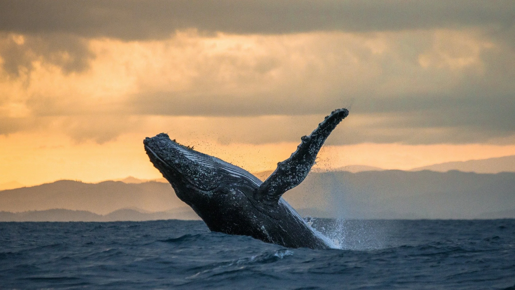 068-Baja-Whale-Watching.jpg