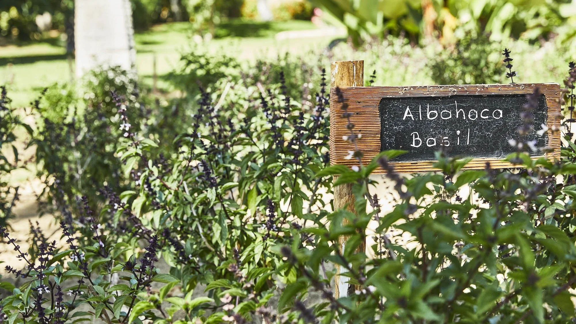 115-Las-Estrellas-Herb-Garden.jpg