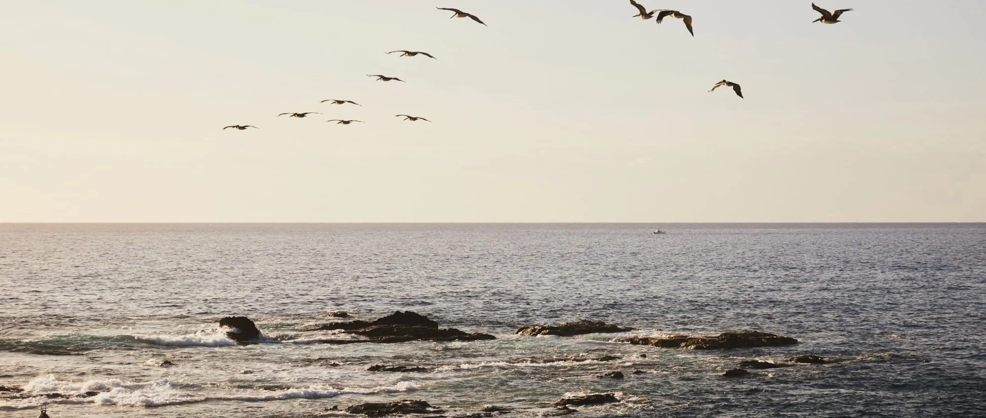 186-Shoreline-and-Seabirds.jpg