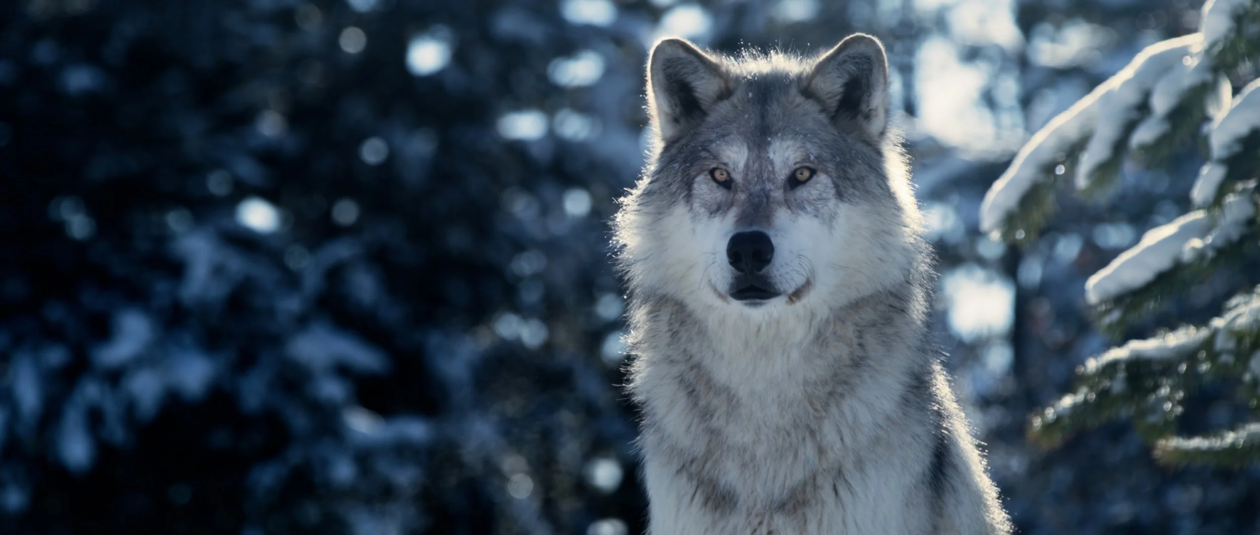 041-Yellowstone-Wolf.jpg