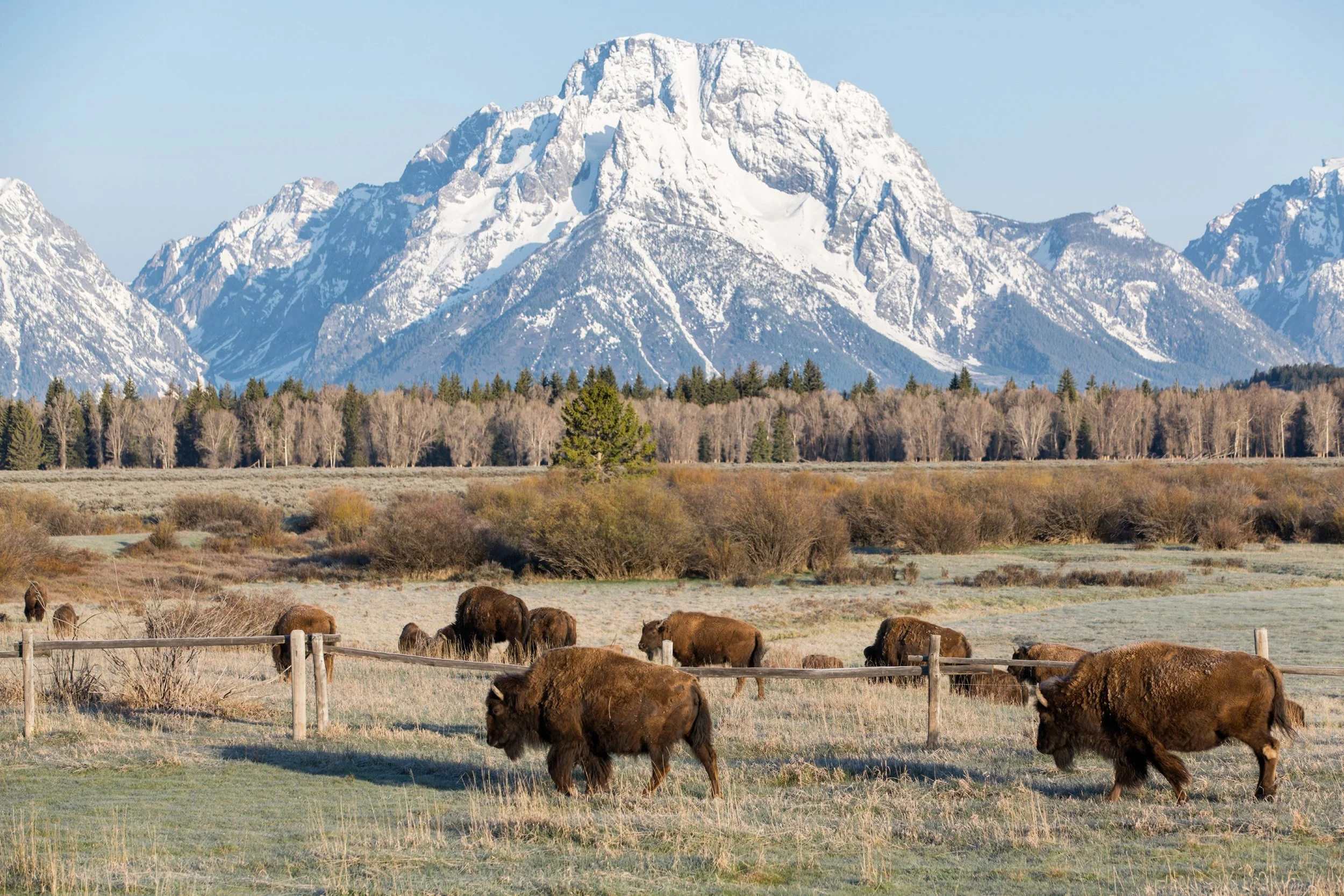 064-Bison-and-Teton-Range.jpg