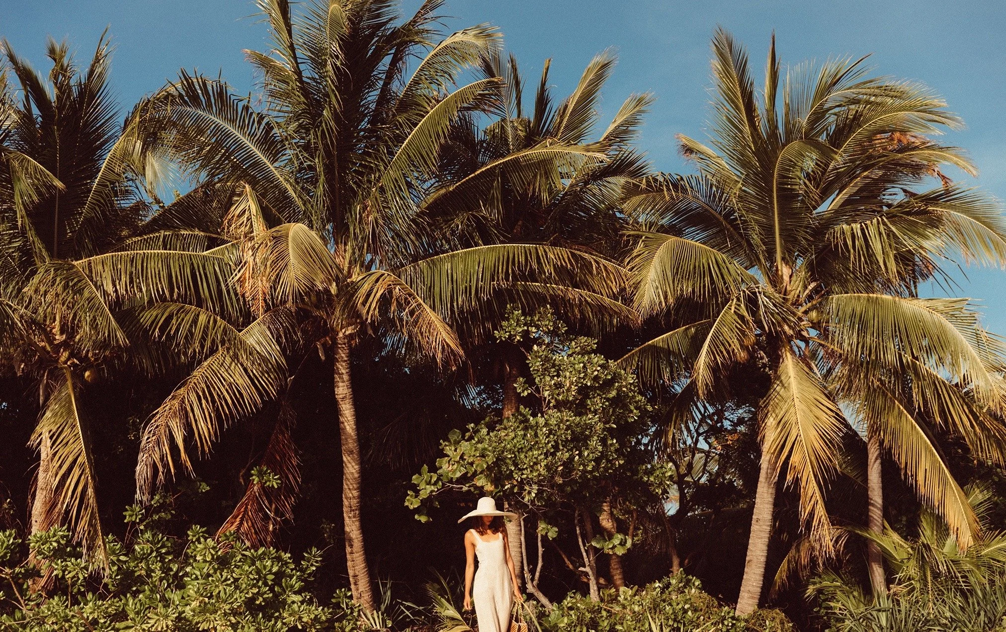 046-Coconut-Palms-and-Beach.jpg