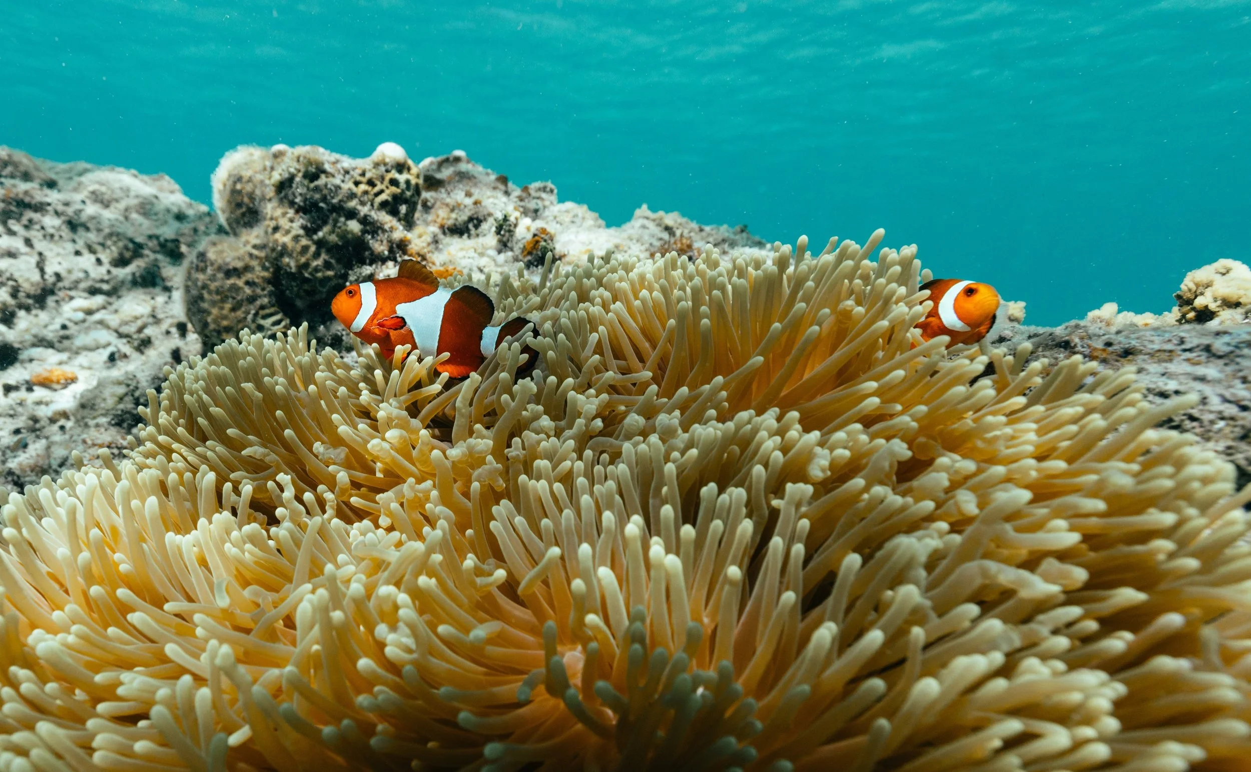 242-Clownfish-and-Reef.jpg