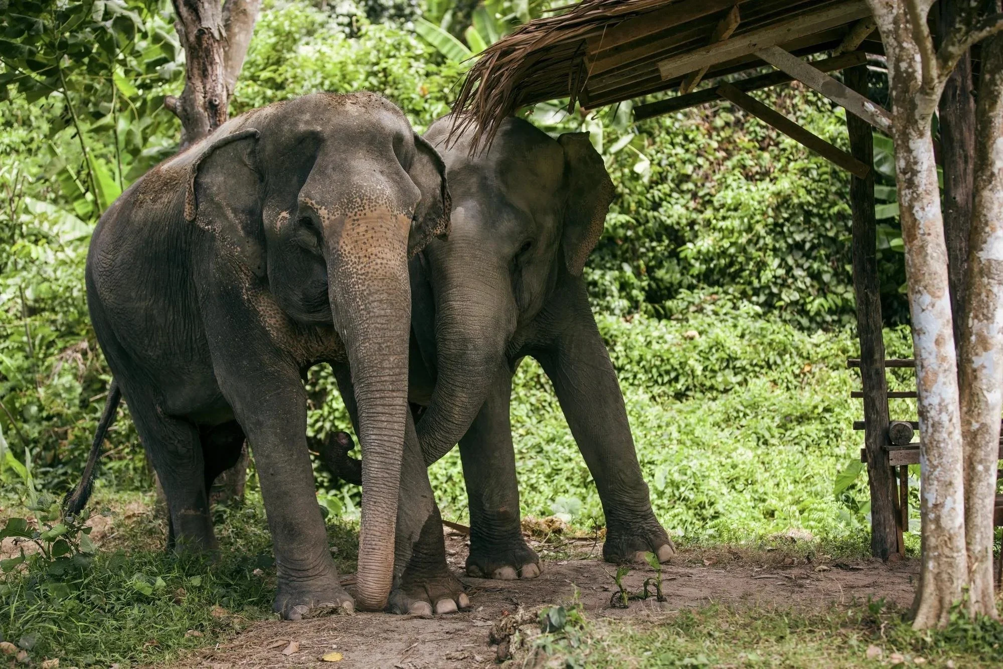 105-Phuket-Elephant-Sanctuary.jpg