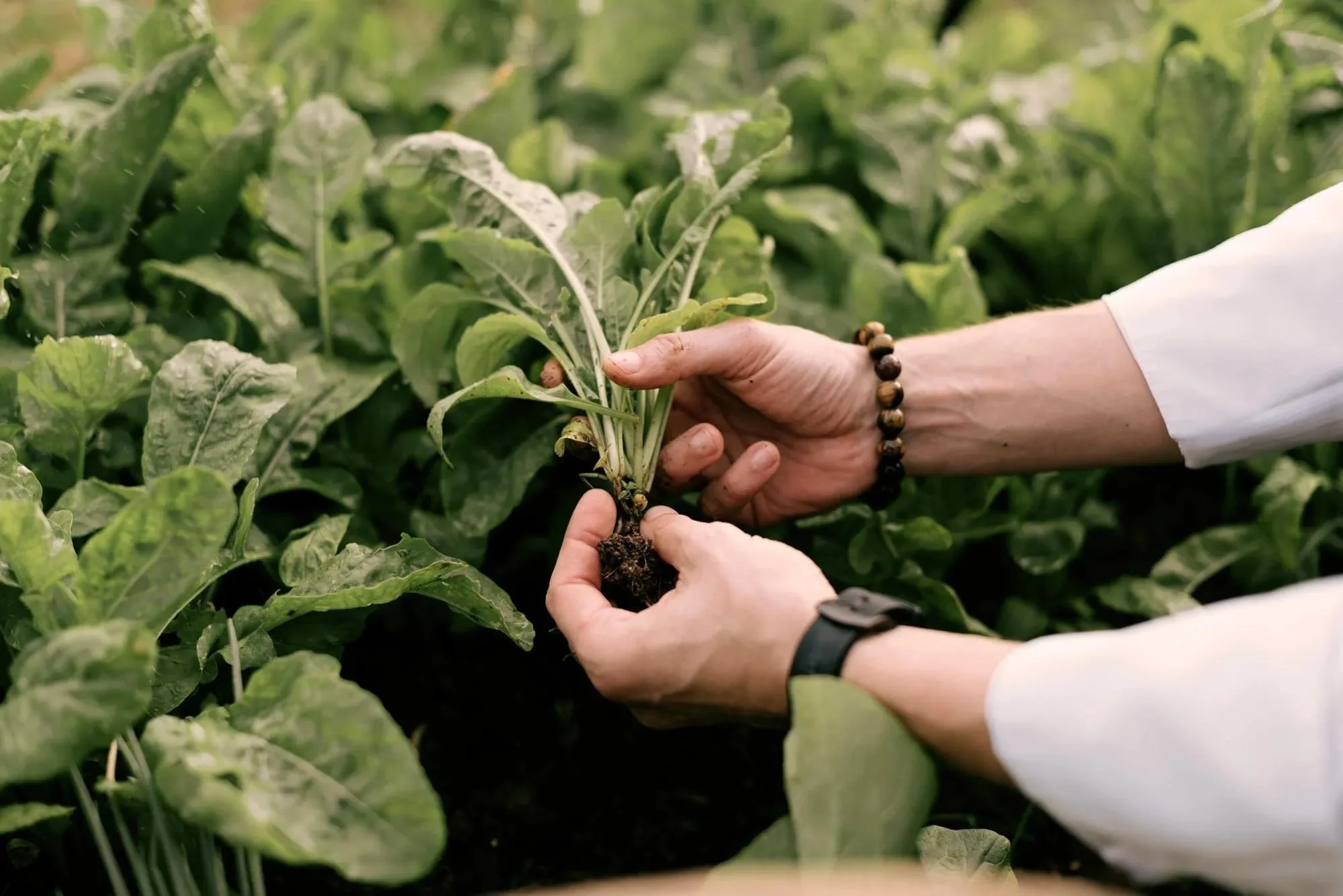 112-Fresh-Herbs-in-the-Garden.jpg