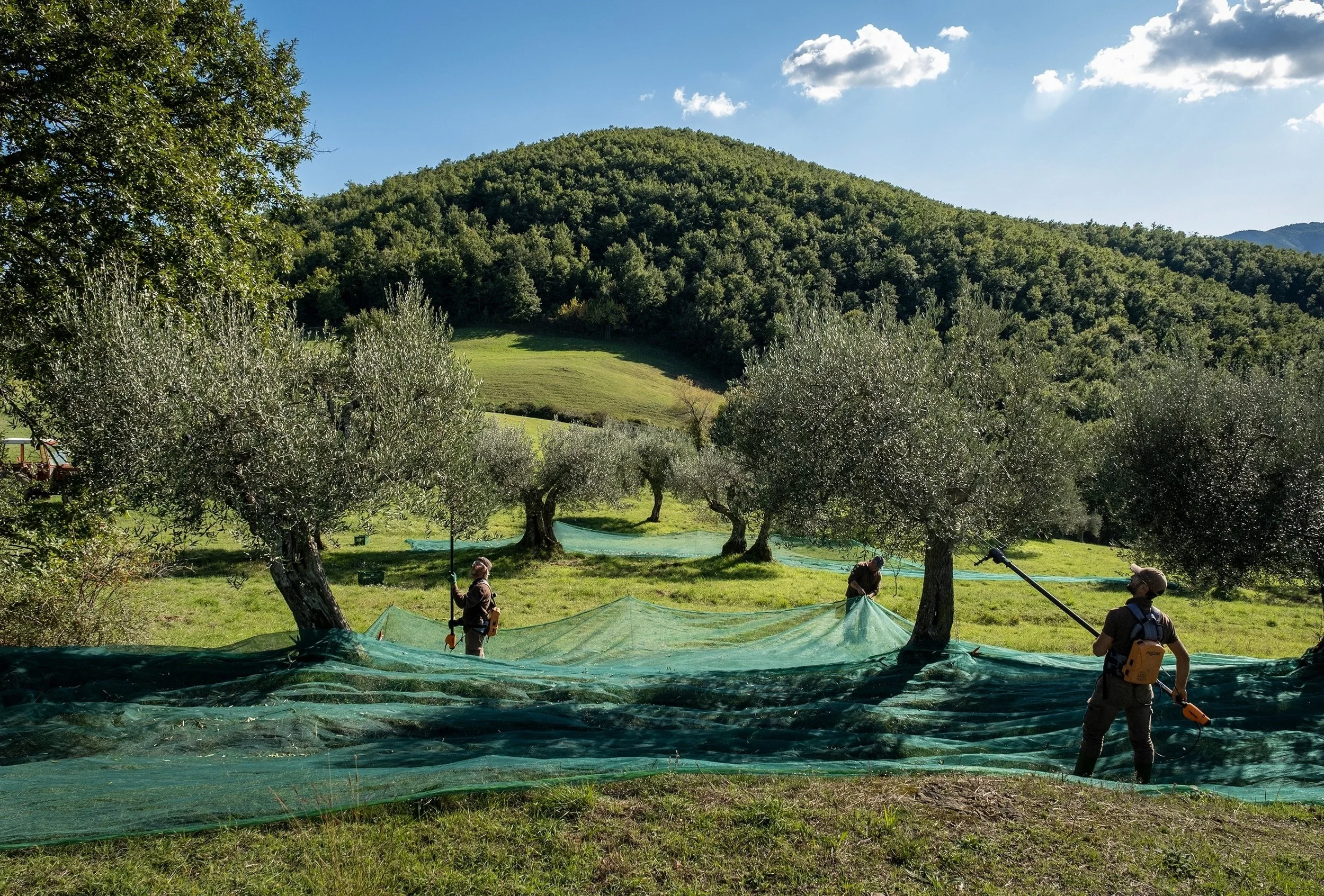 200-Estate-Olive-Groves.jpg