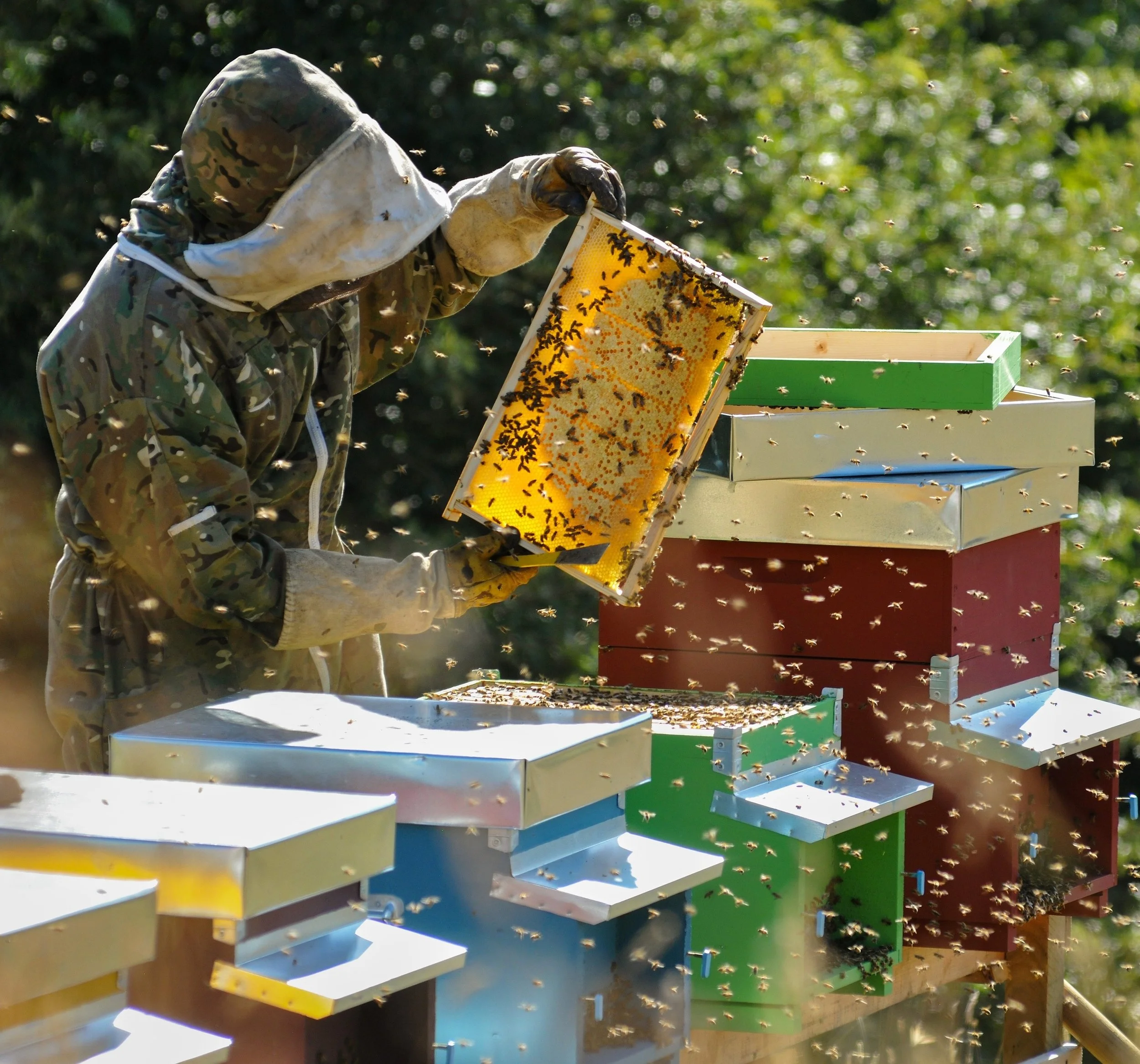204-Estate-Beekeeper-and-Hives.jpg