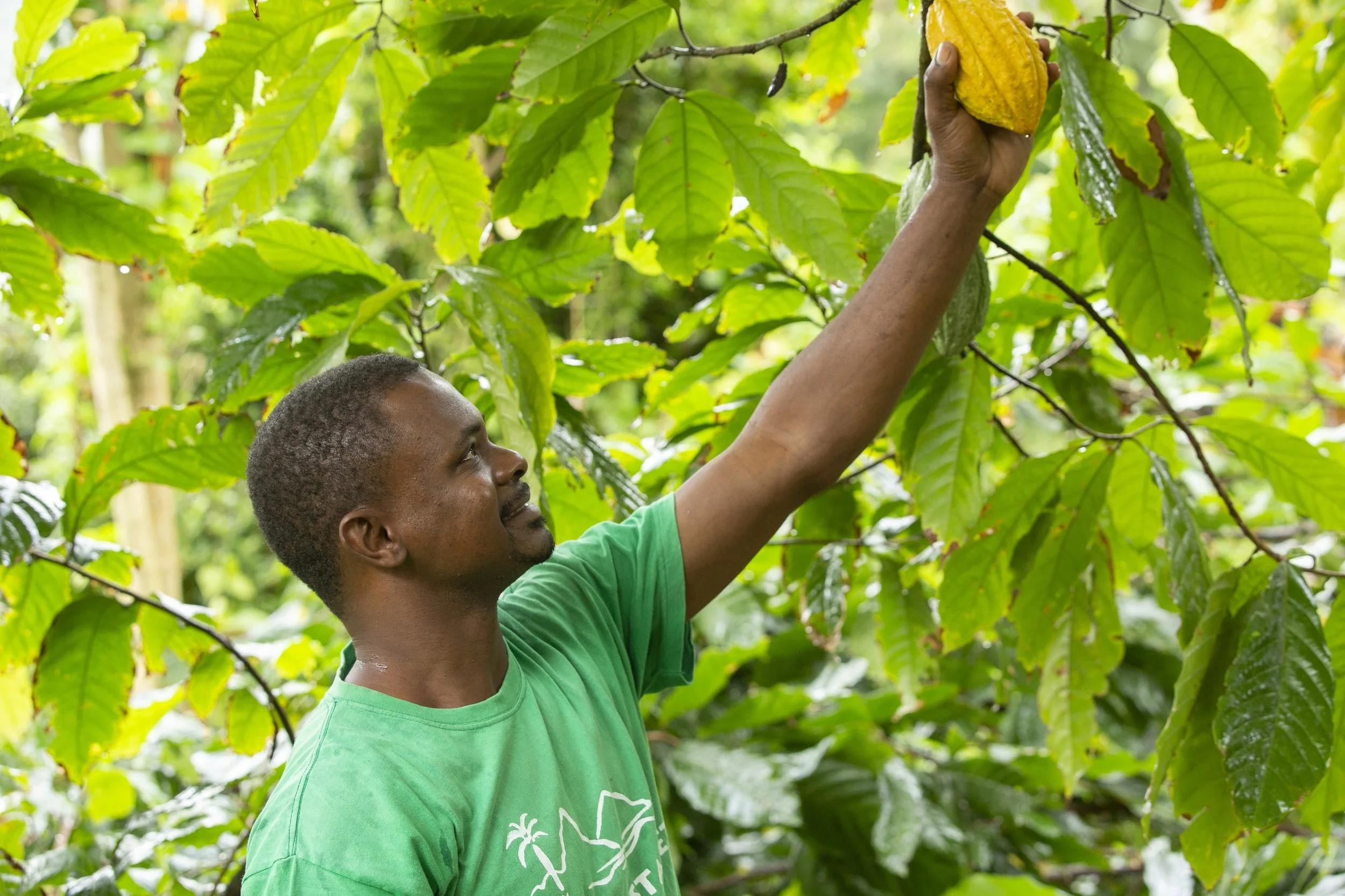 132-Cacao-Harvest-on-the-Estate.jpg