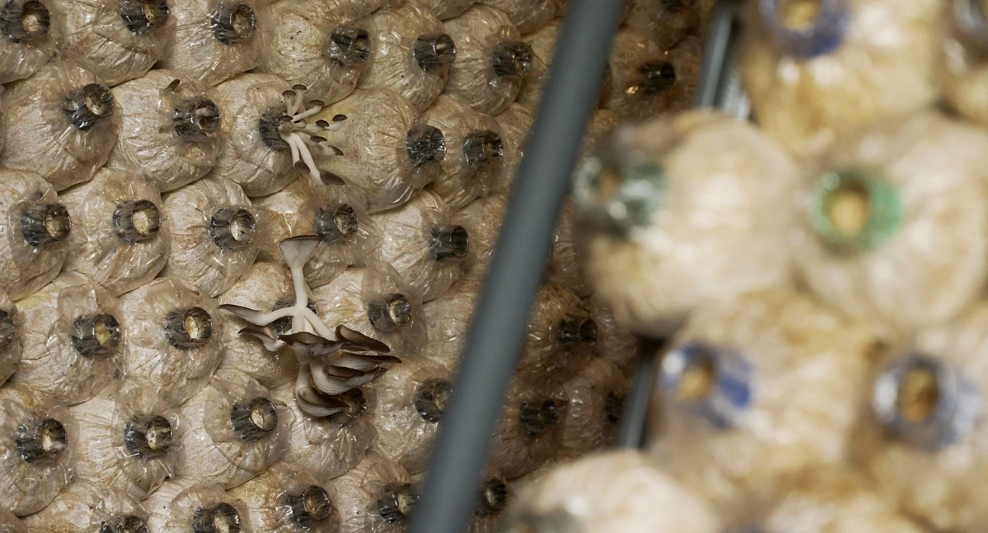 199-Resort-Apiary-and-Bees.jpg