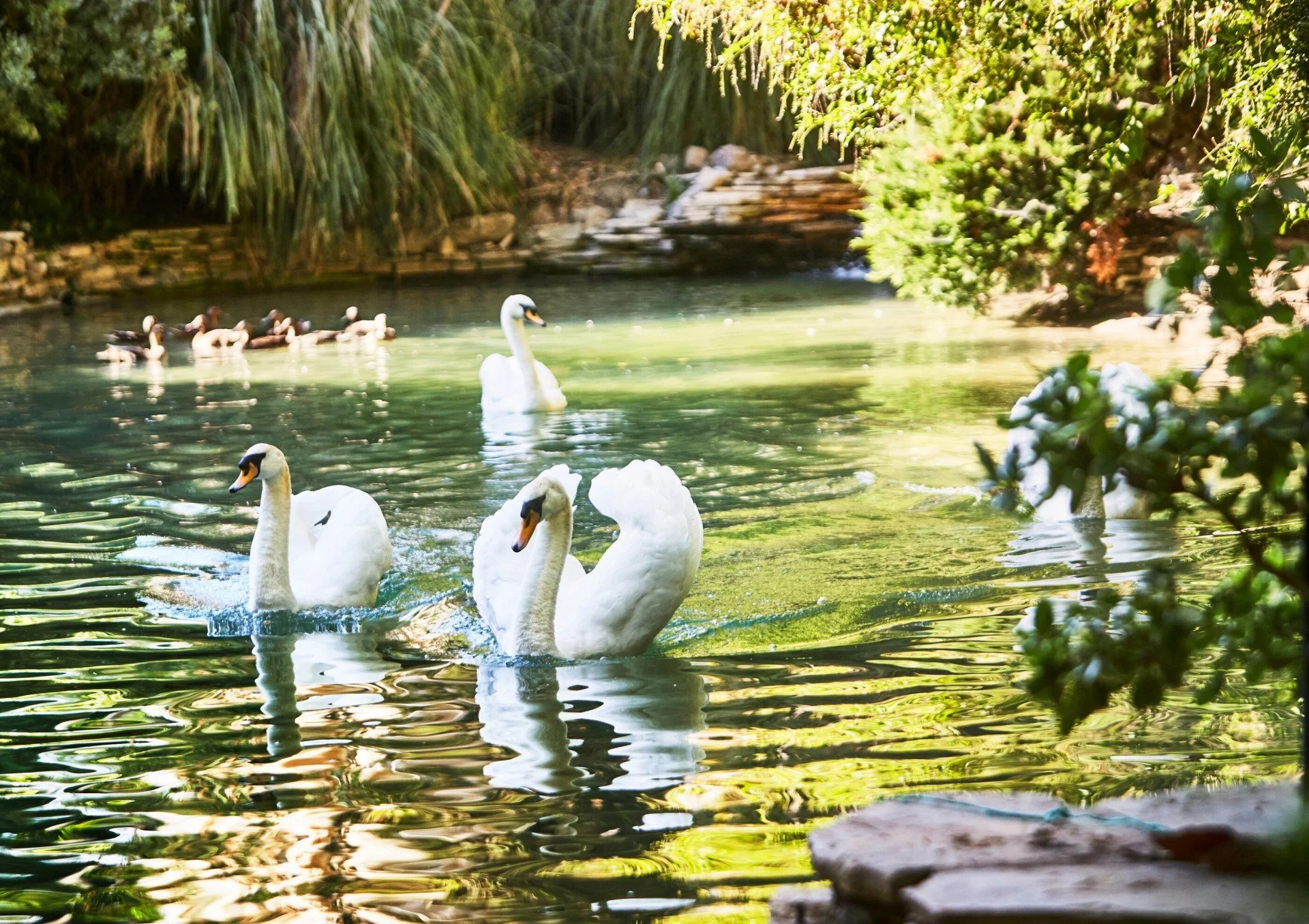 016-Swans-on-Swan-Lake.jpg