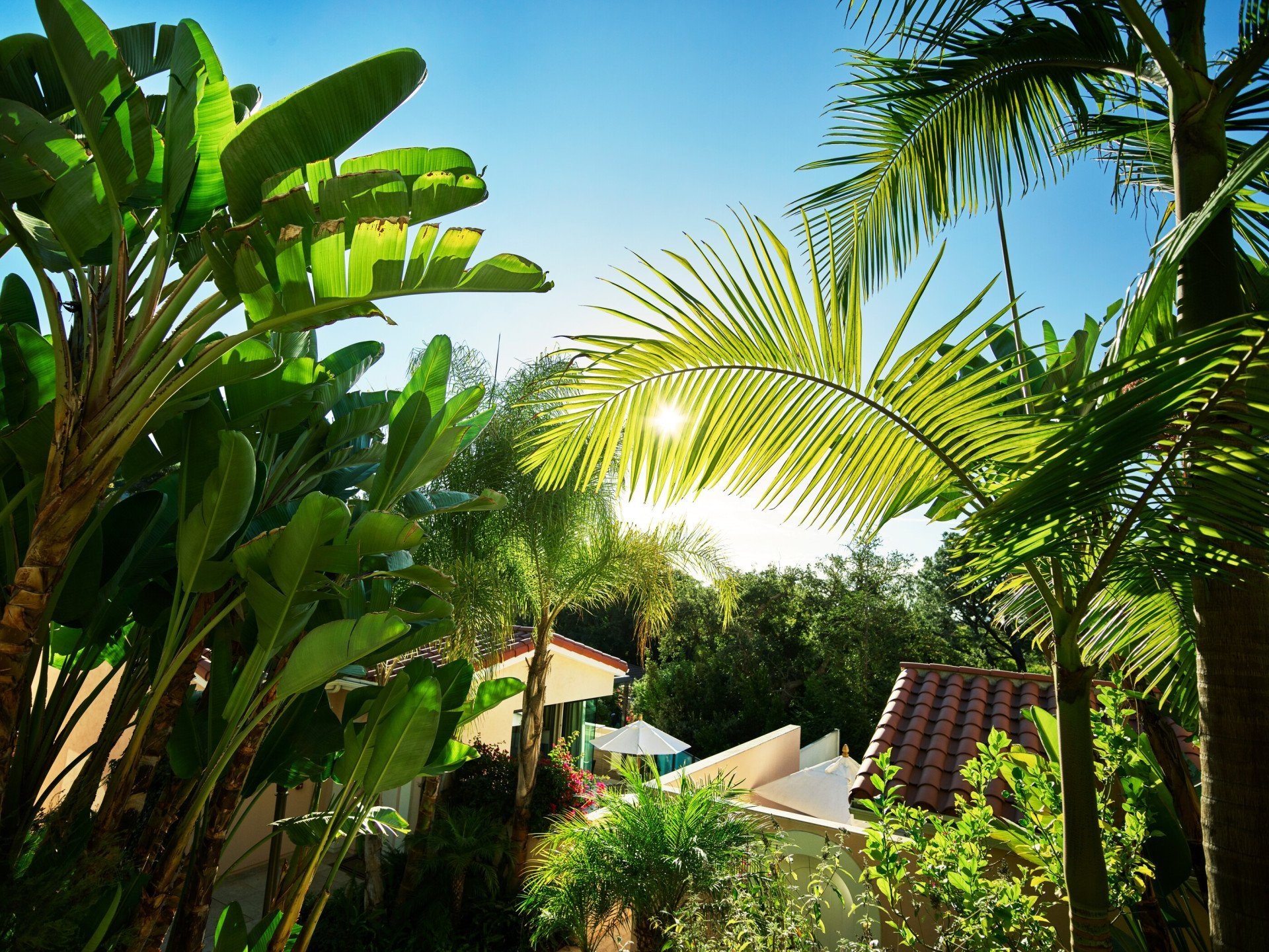 146-Canyon-Greenery-and-Palm-Trees.jpg