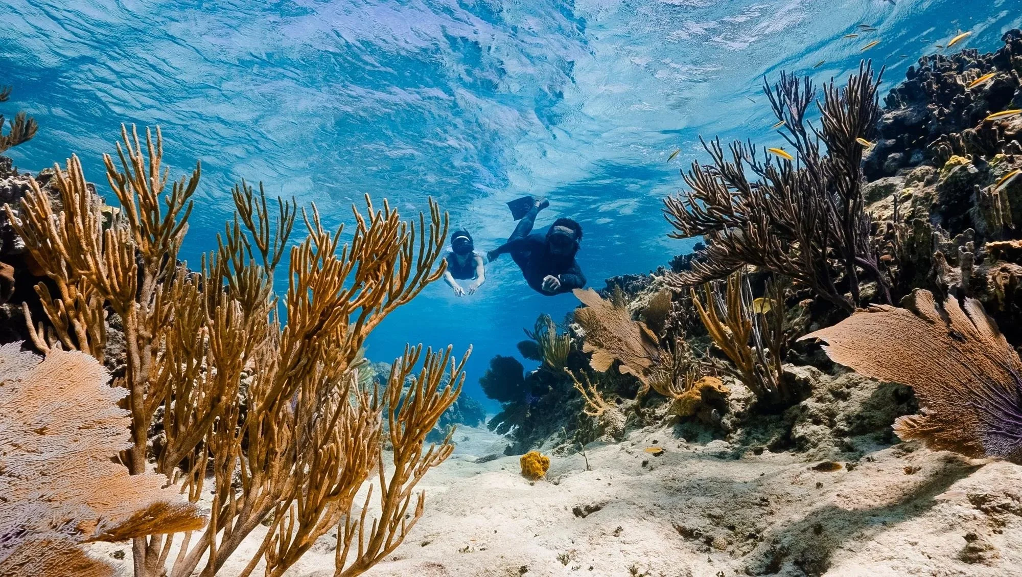 088-Bahamian-Coral-Reef.jpg
