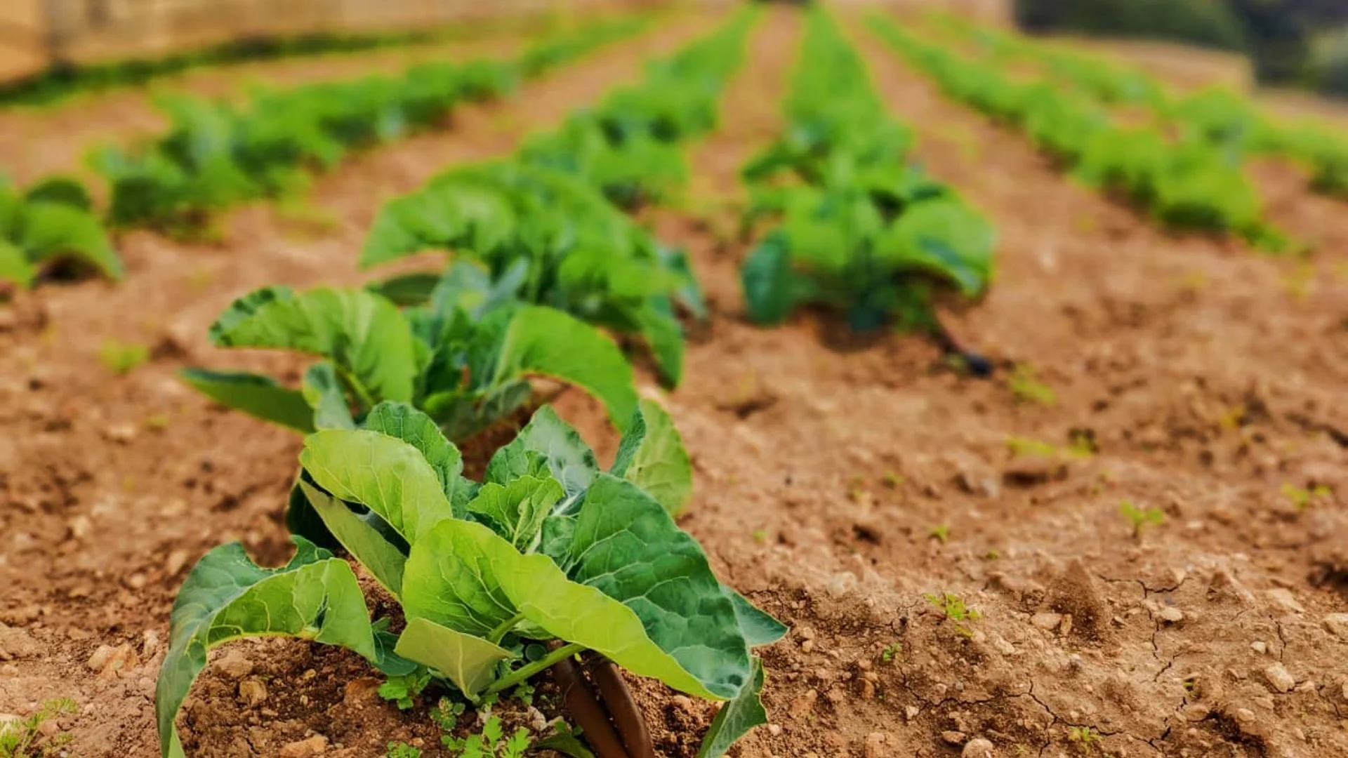kitchen-garden-1.jpeg