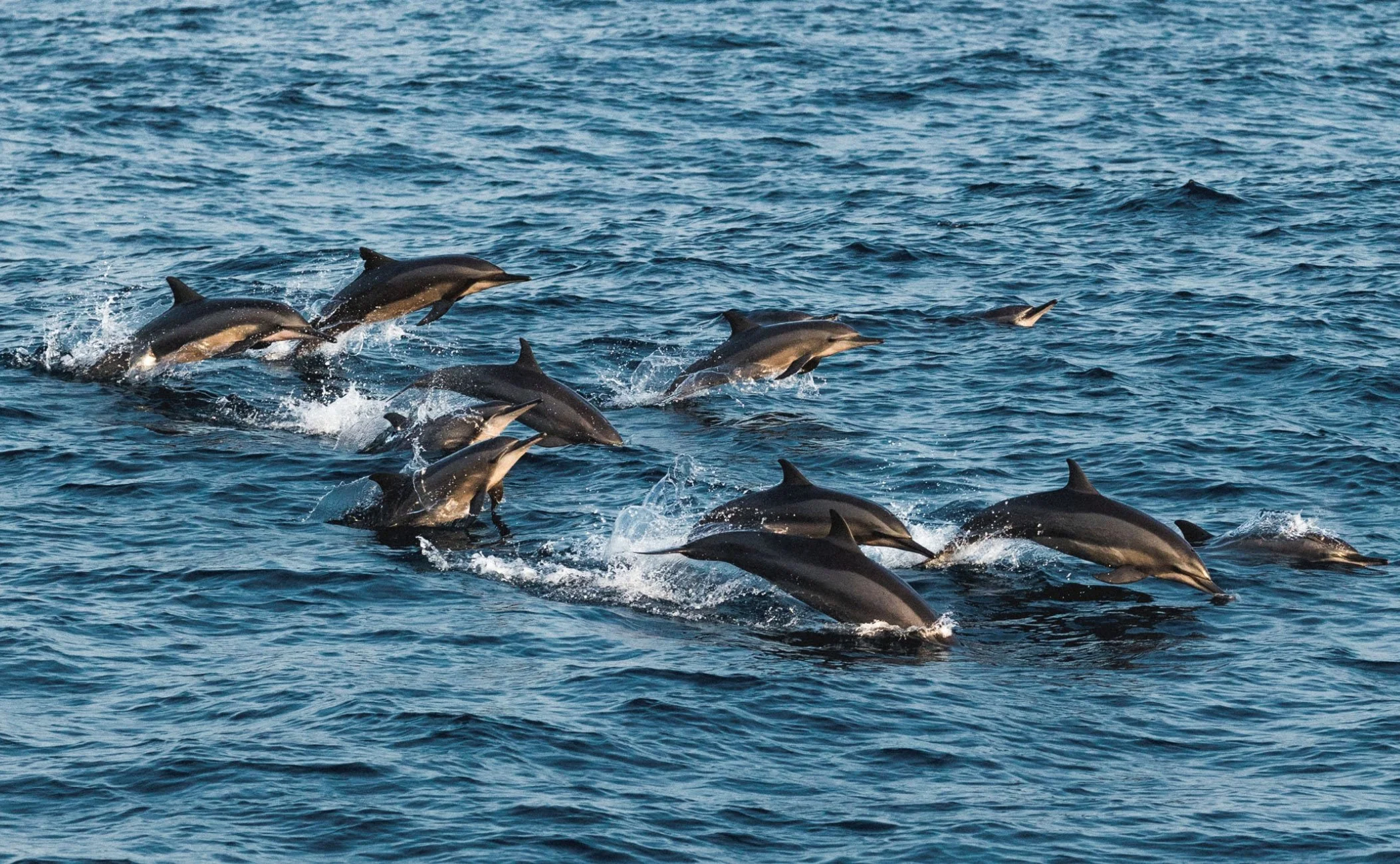 07-Amanwella-Offshore-Dolphin-Watching.jpg