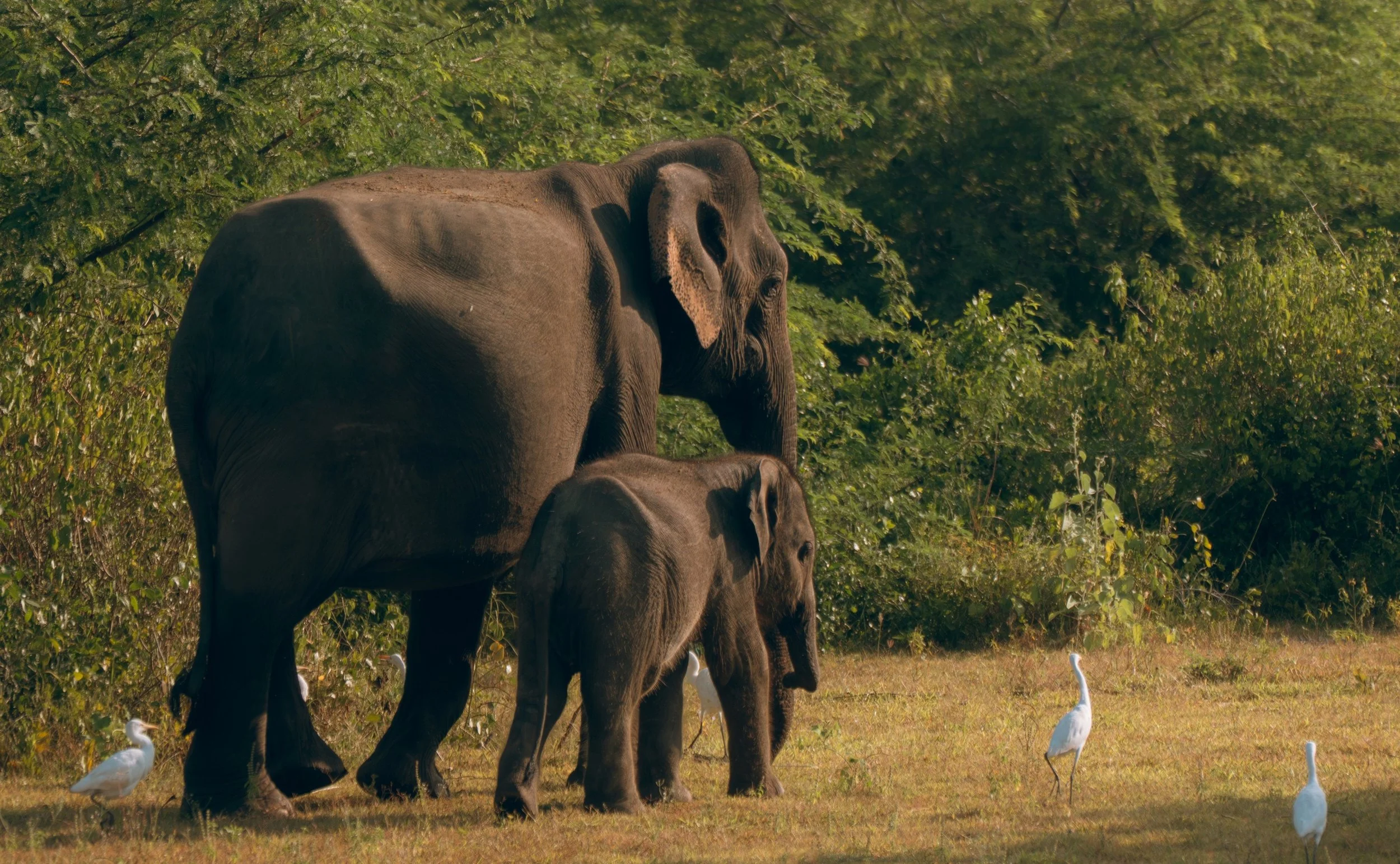 07-Amanwella-Sri-Lanka-Elephant-Safari-Excursion.jpg