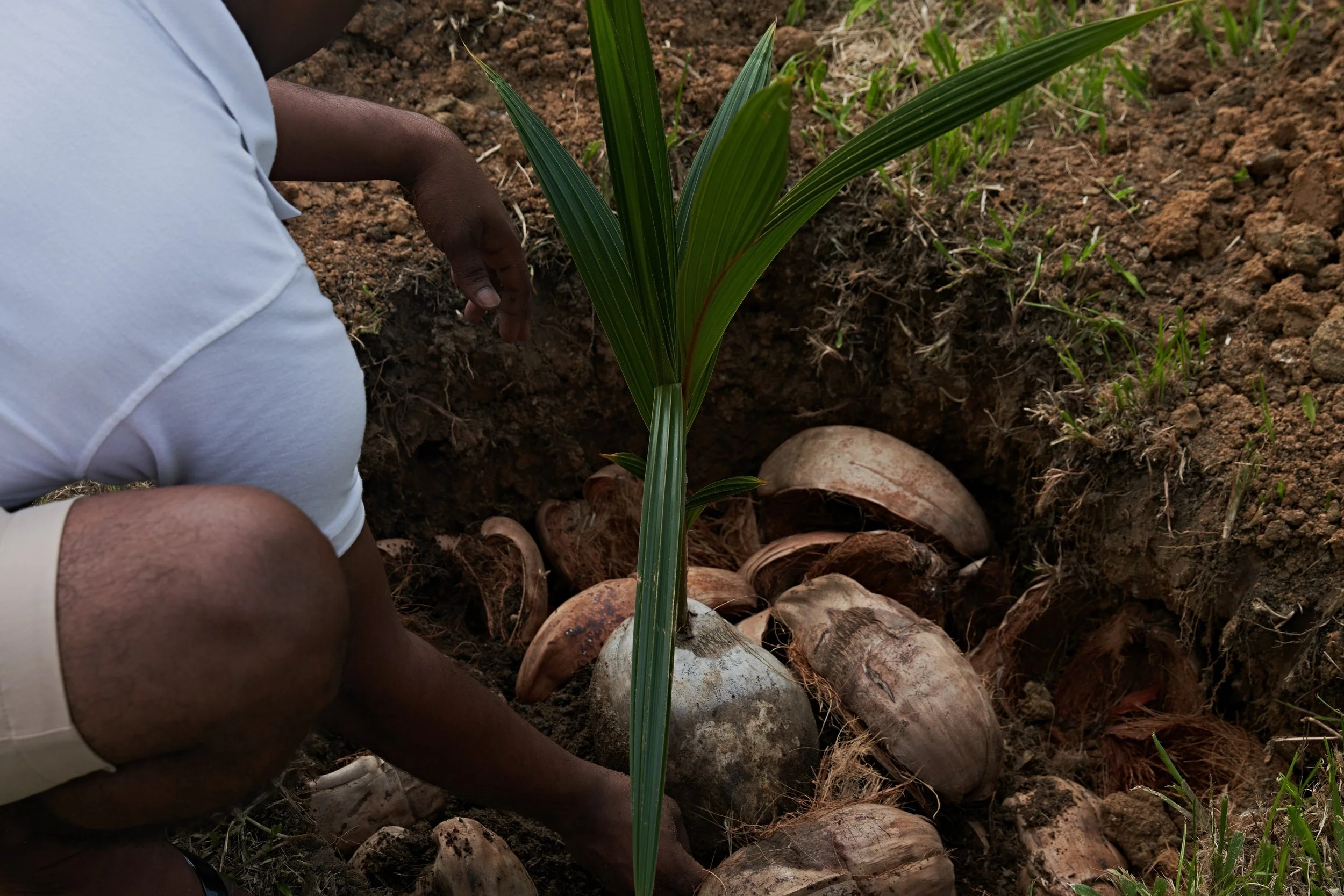 09-Amanwella-Coconut-Seedling-Planting.jpg