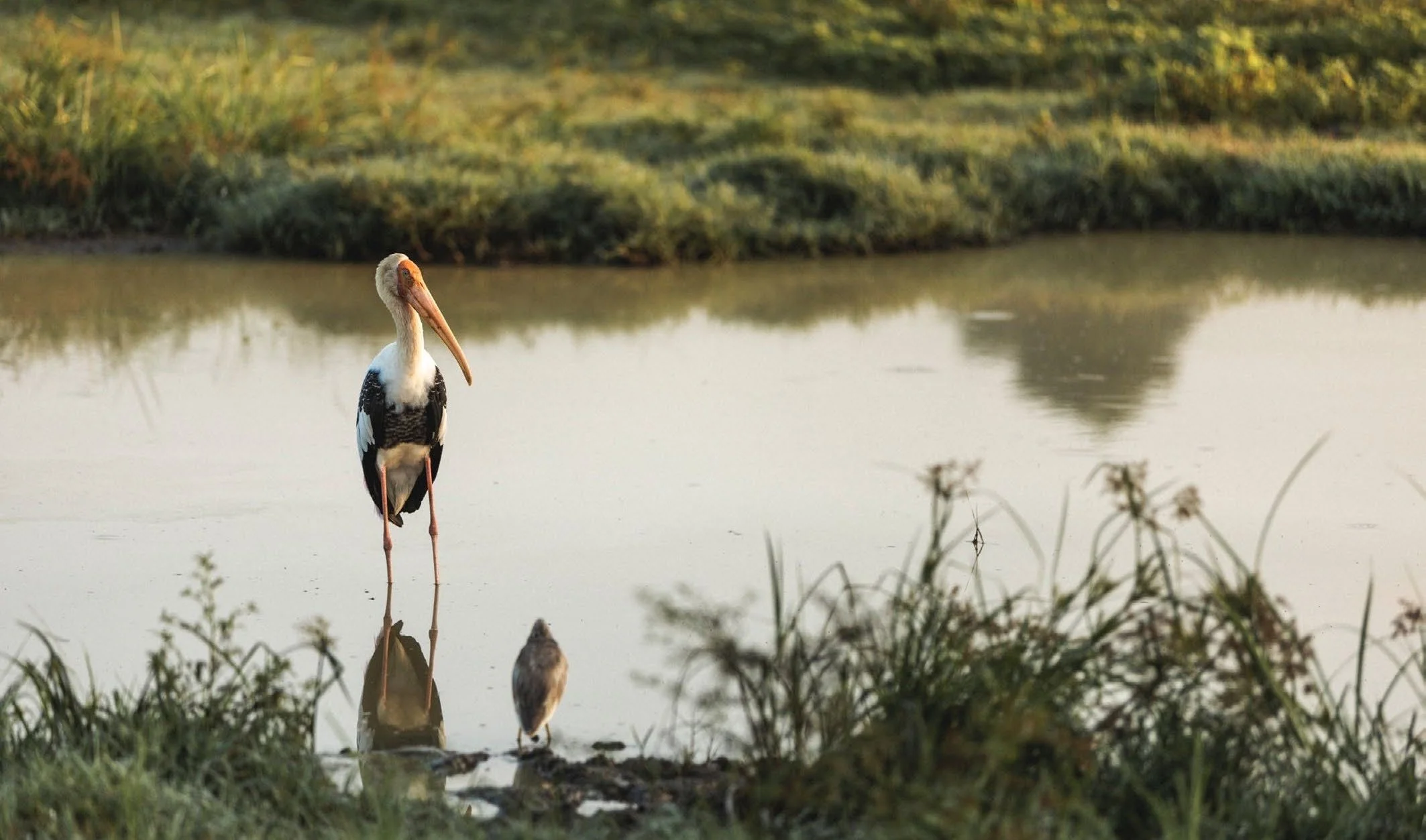 09-Amanwella-Regional-Wetland-Birdlife.jpg