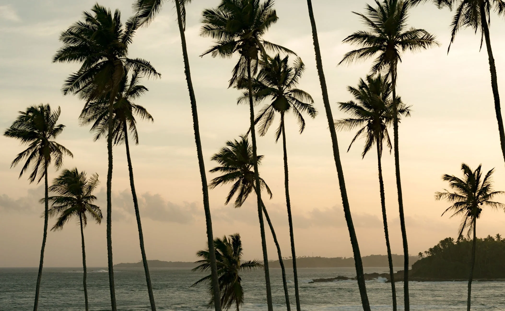 11-Amanwella-Coconut-Grove-Evening-Light.jpg