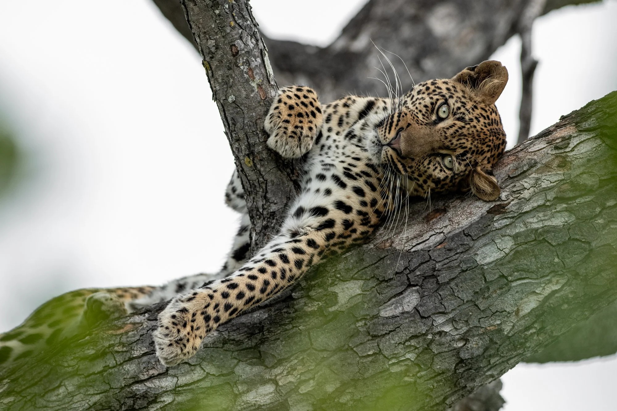 Singita_Sabi_Sand_Leopard_In_Tree_3.jpg