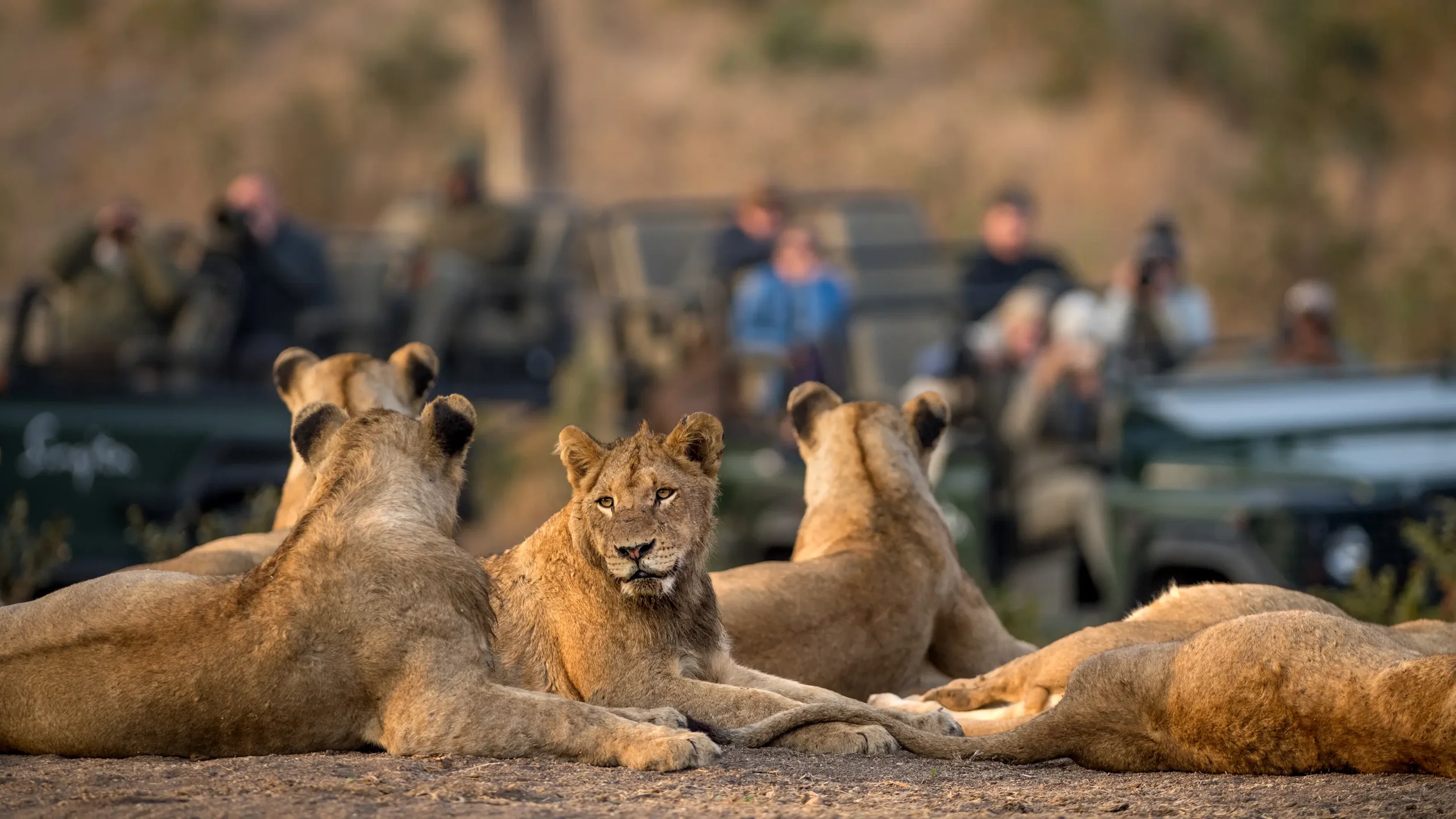 Lion___Singita_Sabi_Sand___Ross_Couper_155__1_.webp