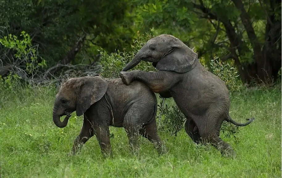 Elephants_playing.webp