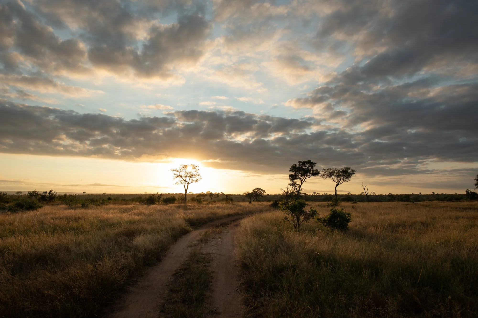 SSS_LANDSCAPE_Two_Tracks_March-April_2022_Ross_Couper_4.jpg