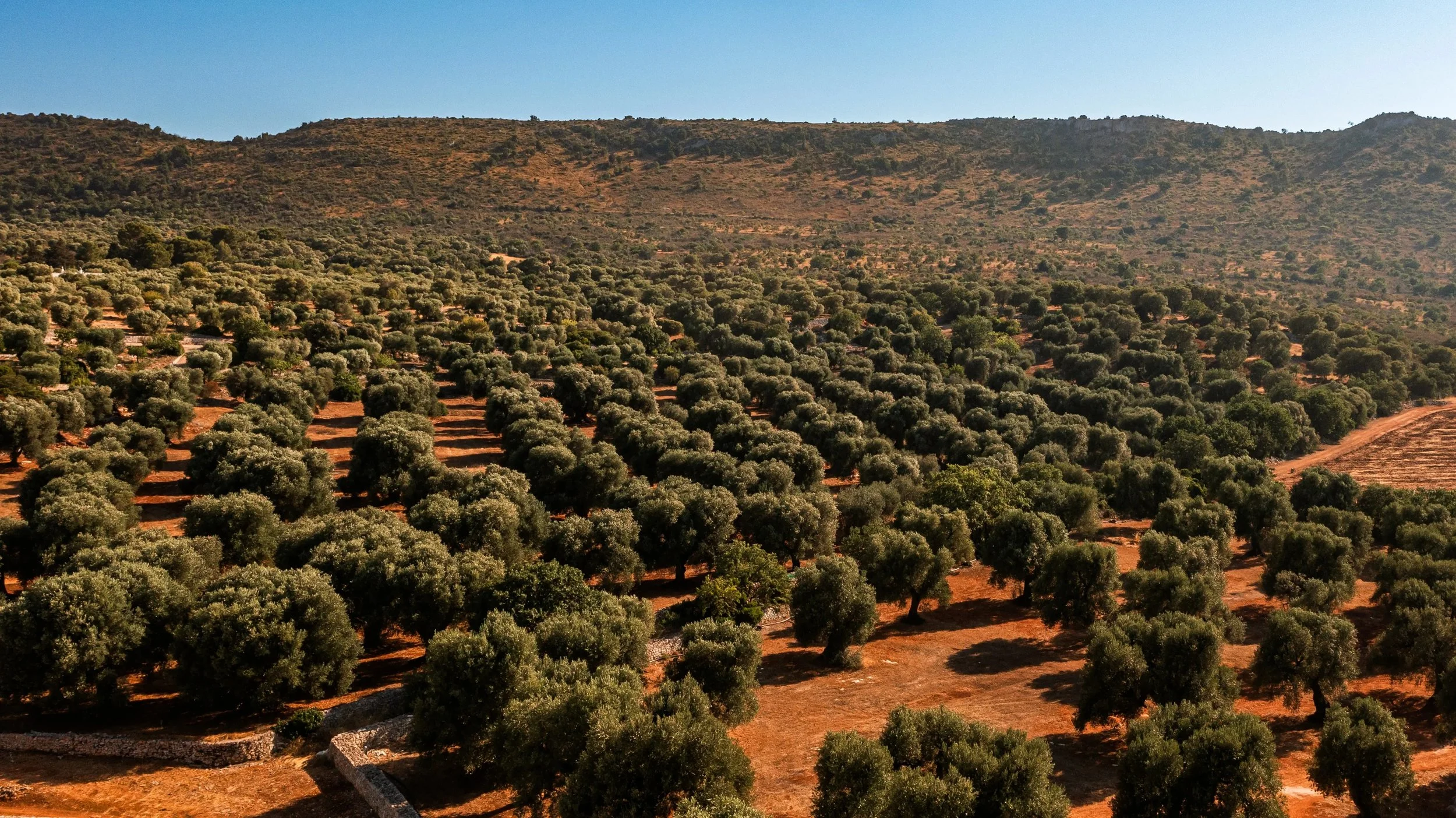 02-Borgo-Egnazia-Puglian-Olive-Landscape.jpg