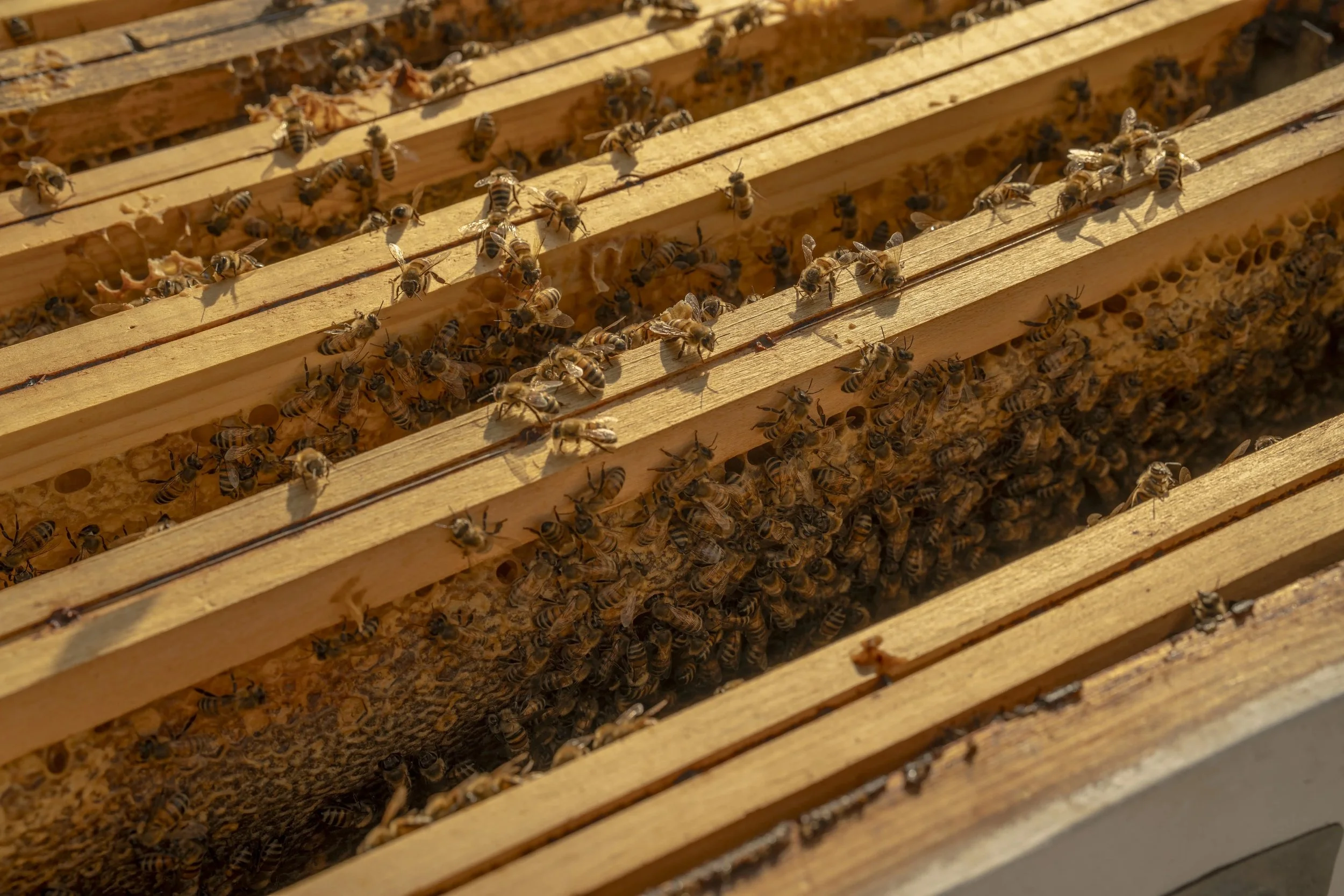09-Borgo-Egnazia-Beekeeping.jpg