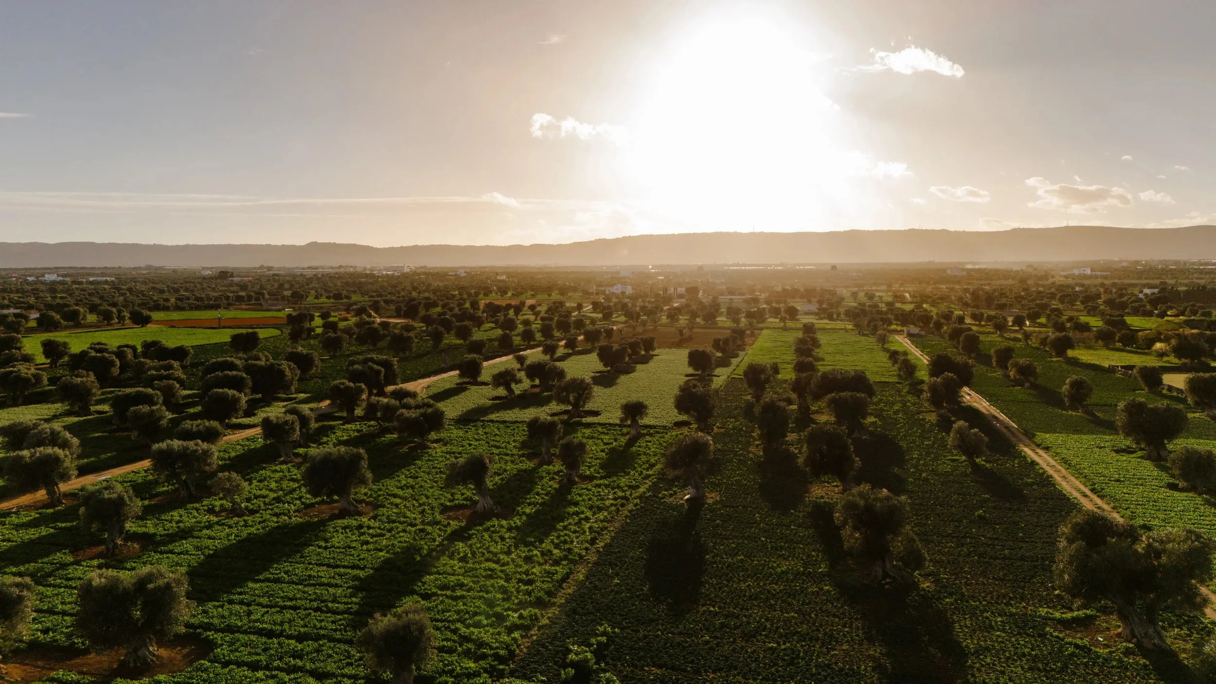 11-Borgo-Egnazia-Olive-Groves-in-Evening-Light.jpg
