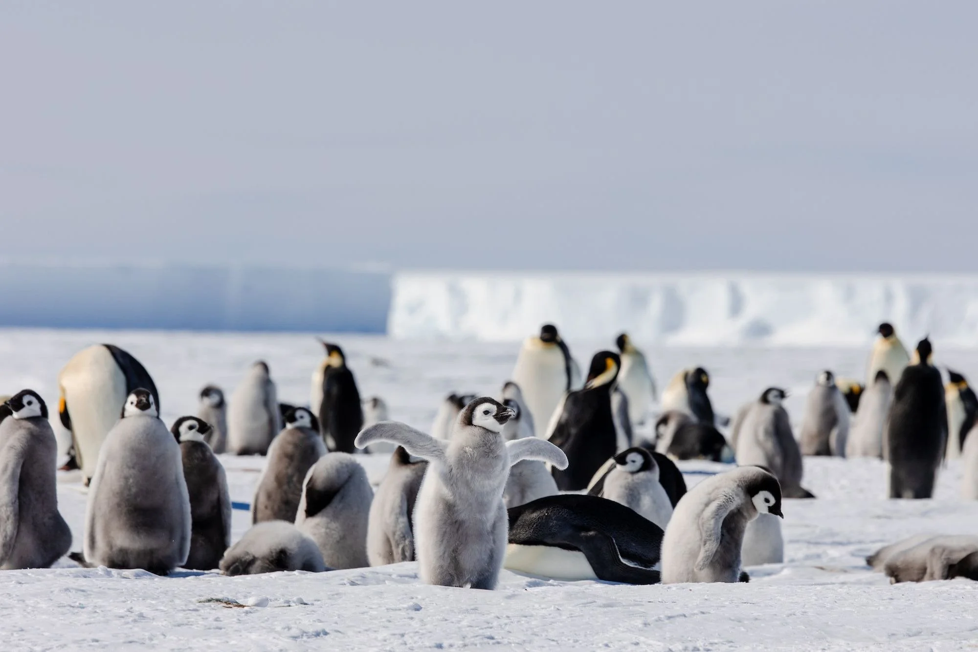 07-White-Desert-Atka-Bay-Emperor-Penguins.jpg