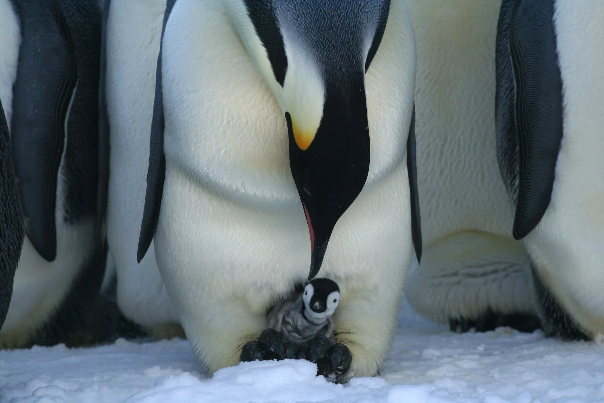 11-White-Desert-Emperor-Penguin-Chicks.jpg