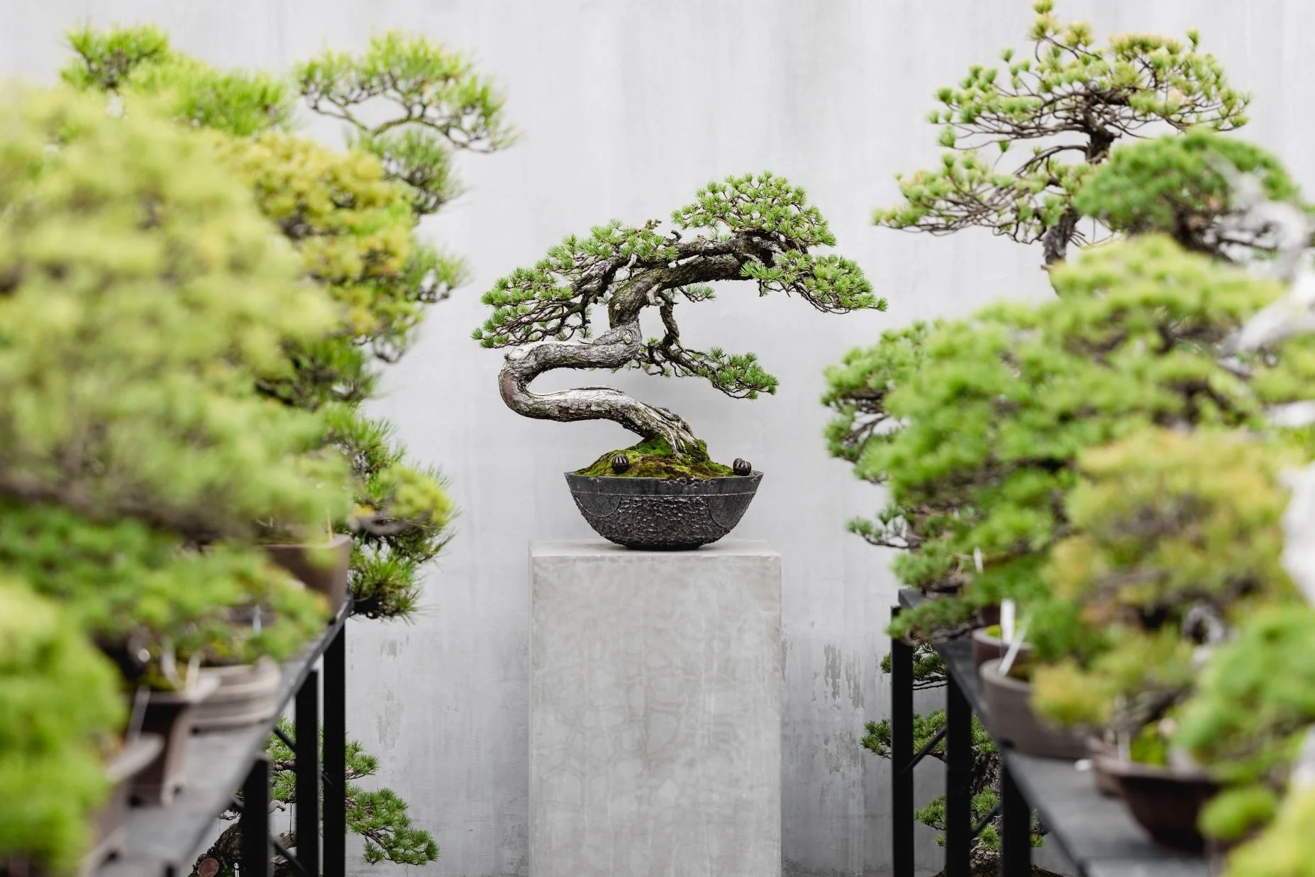 07-Janu-Tokyo-Bonsai-Workshop-Experience.jpg