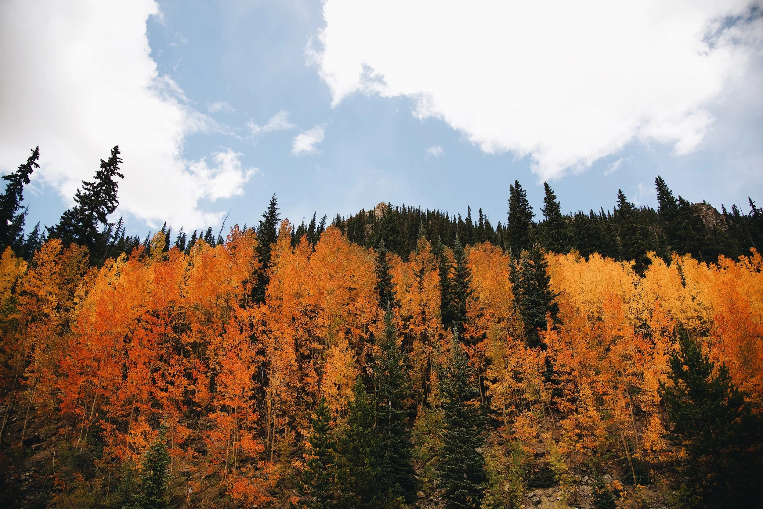 11-Four-Seasons-Vail-Autumn-Aspens.jpg