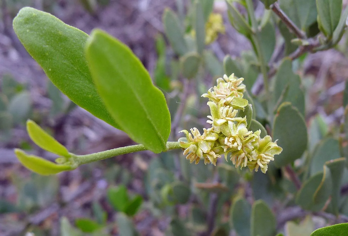 Male flowers, photo by Fred Fisher, SEINET
