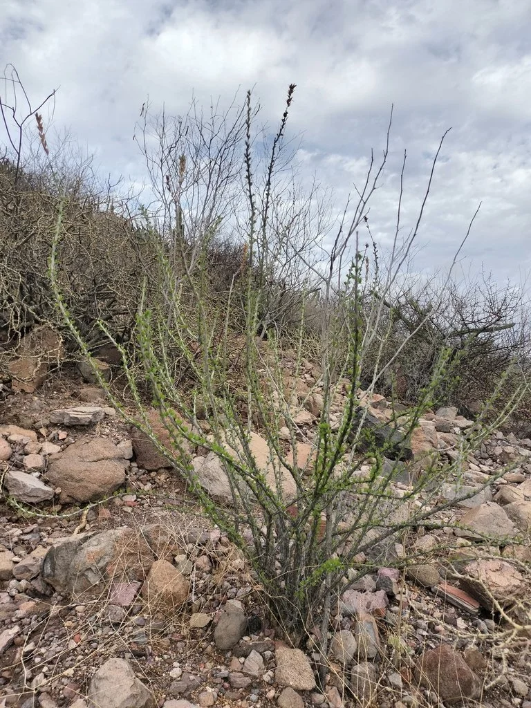The typical growth form of this species, photo by Augusto Olmos Mercado, iNaturalist